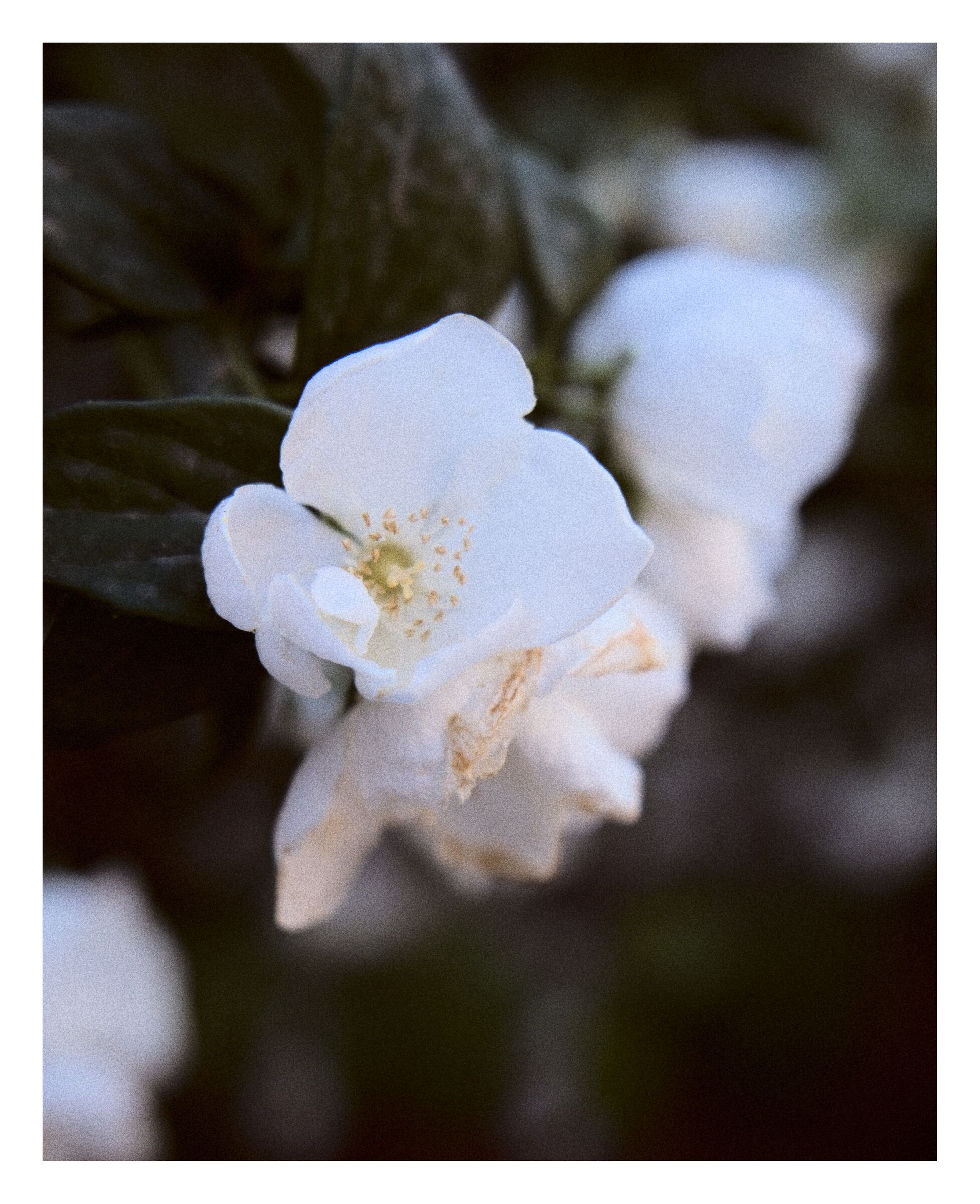 Flowers #3