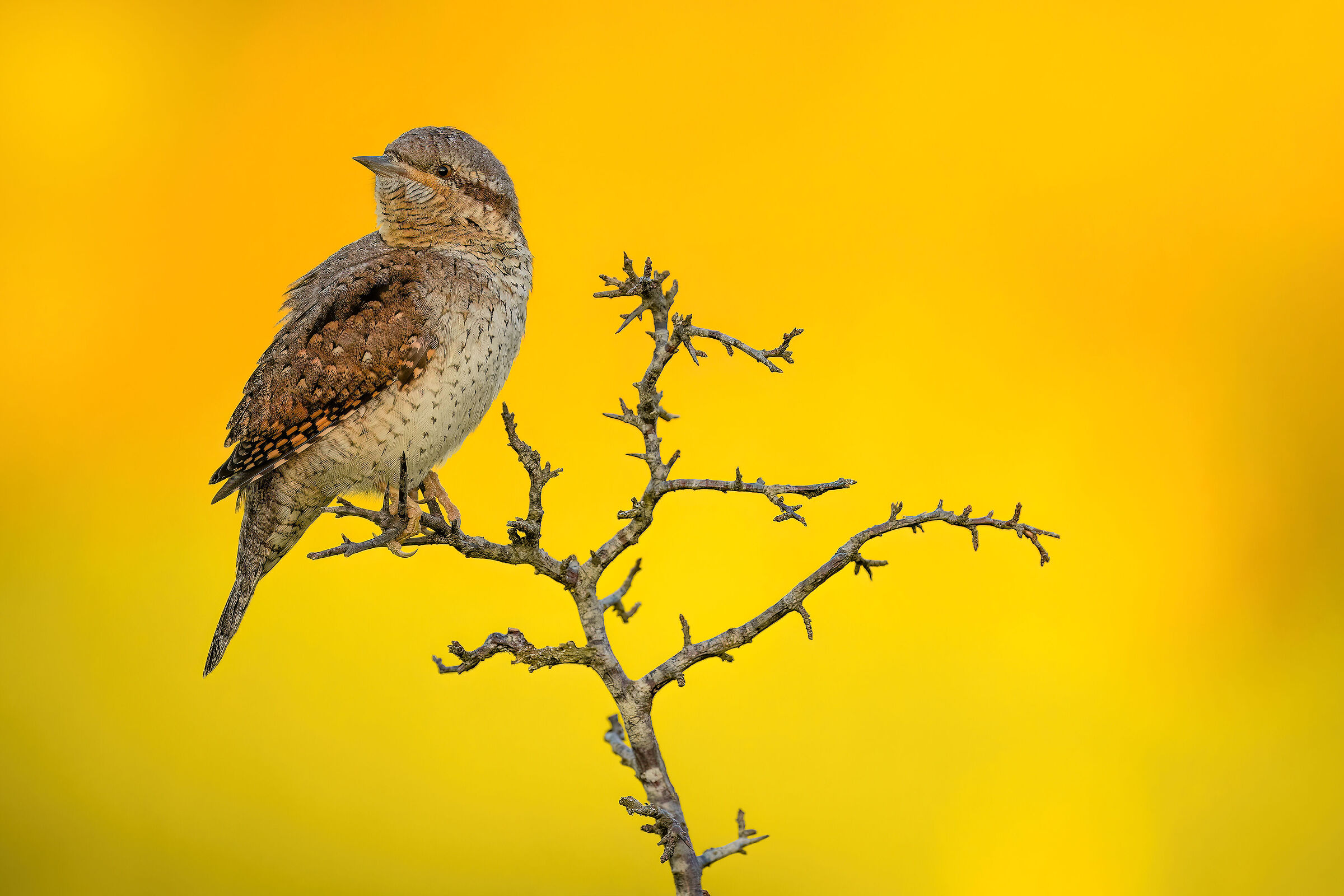 wryneck