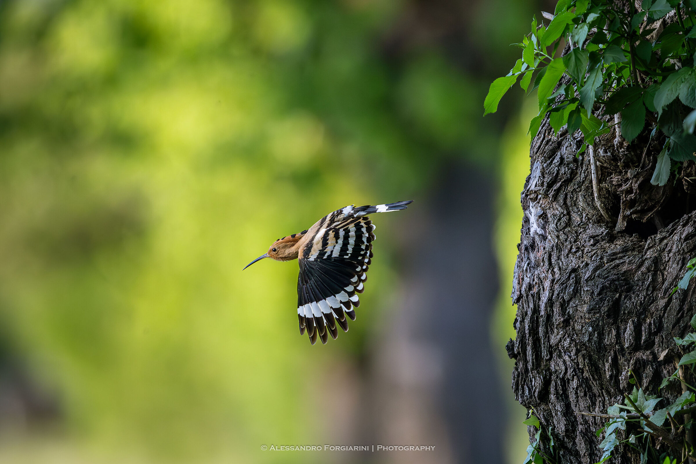 Hoopoe