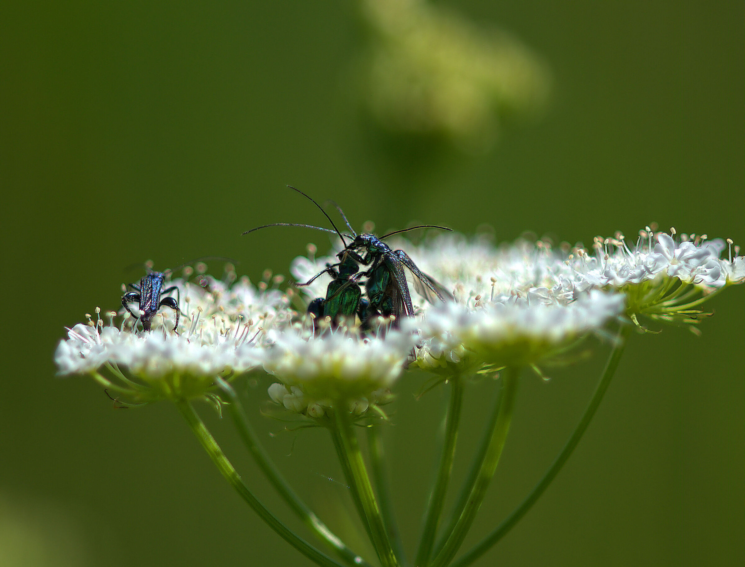 Oedemera nobilis