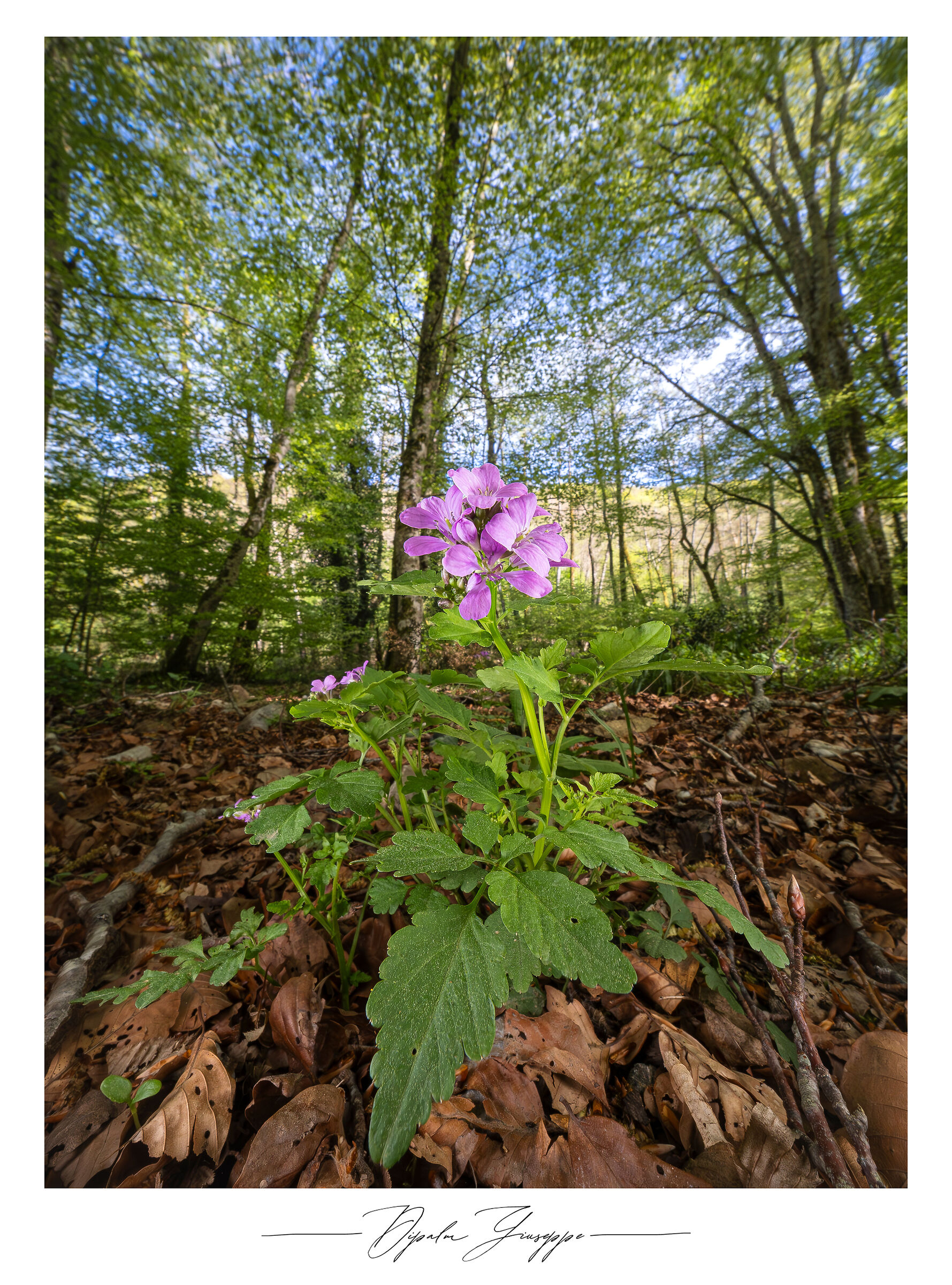 Cardamine chelidonia