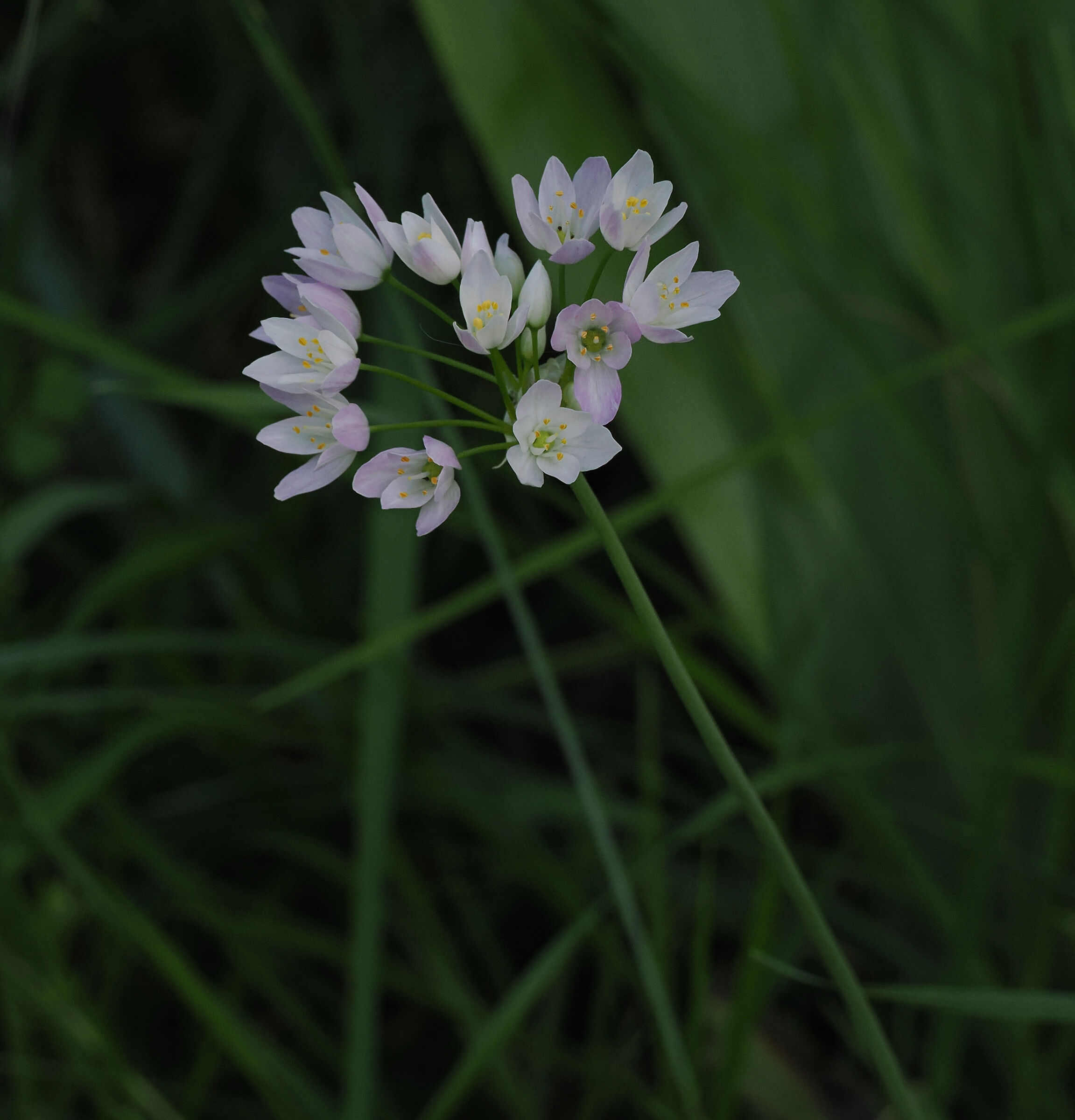 Aglio rosa selvatico