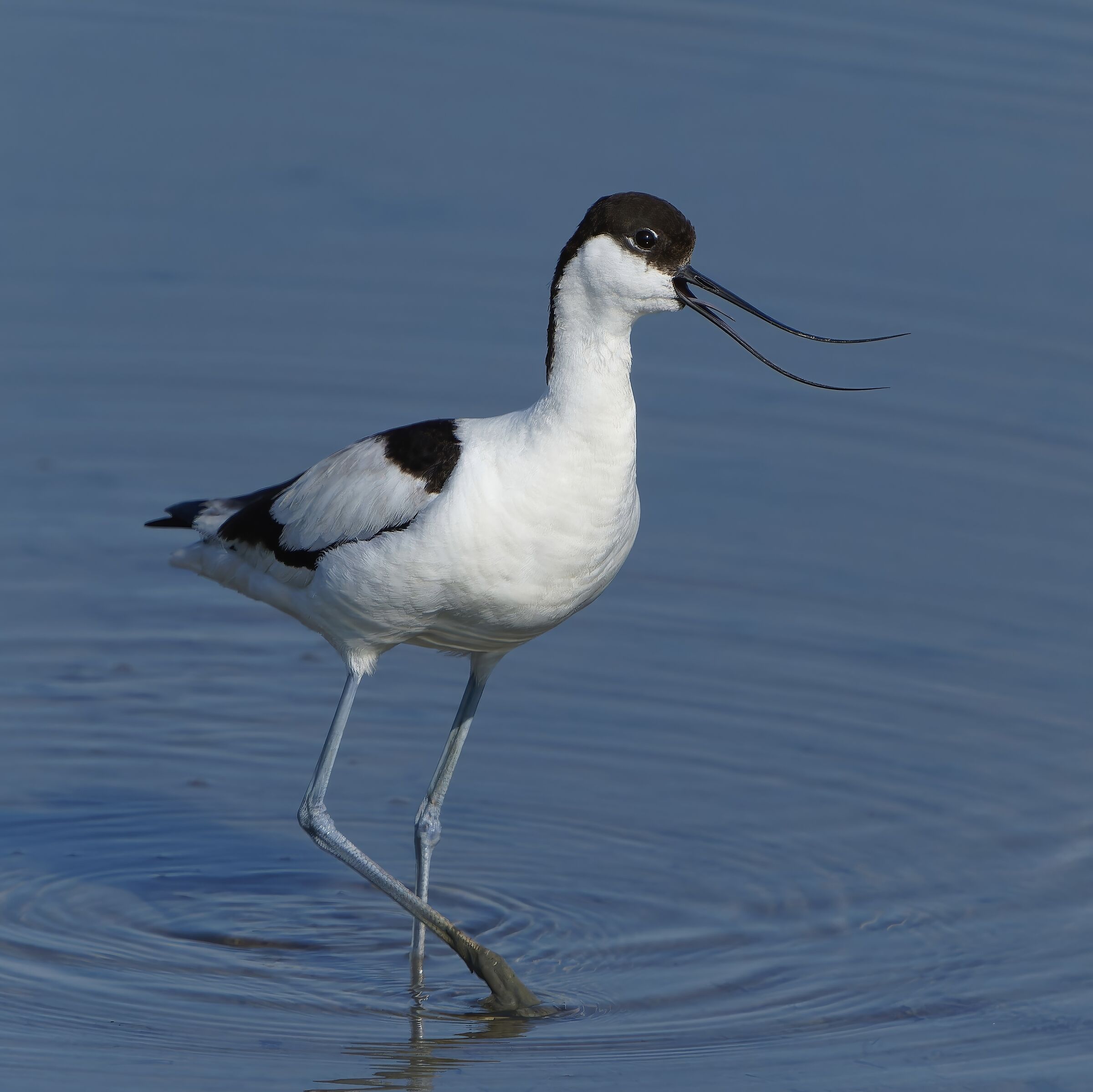 Avocet