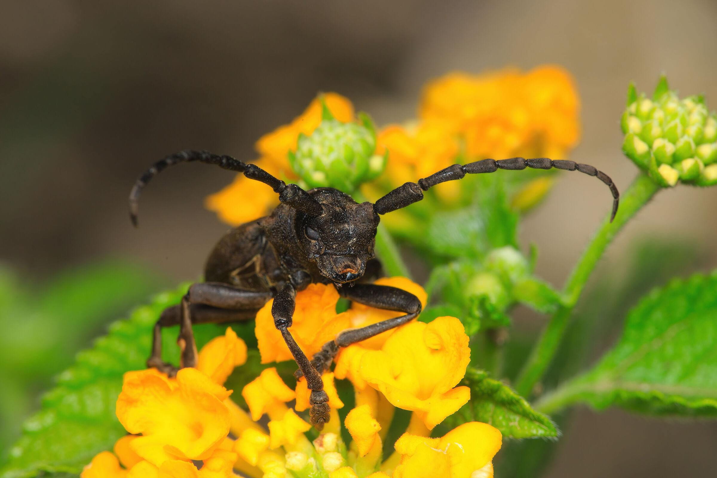 Longicorn Scabrous Morimo