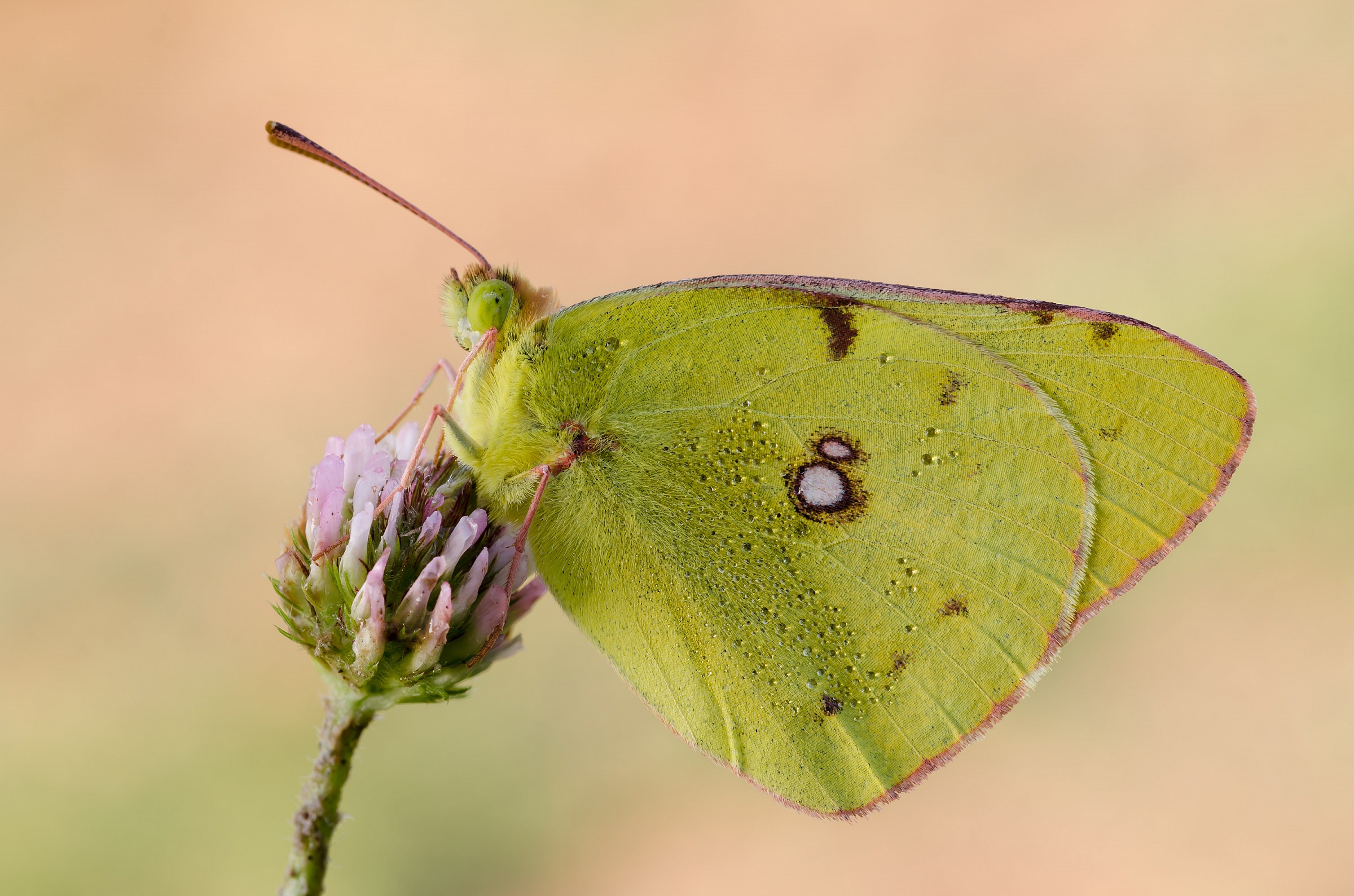 Colias crocea