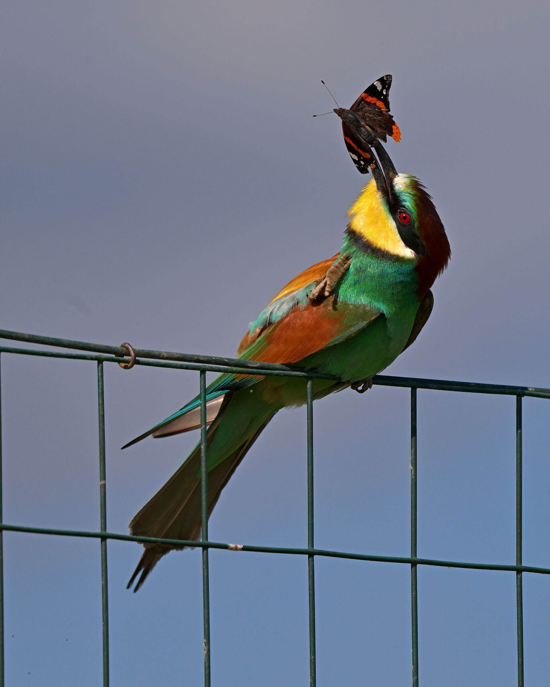 il gruccione e la farfalla