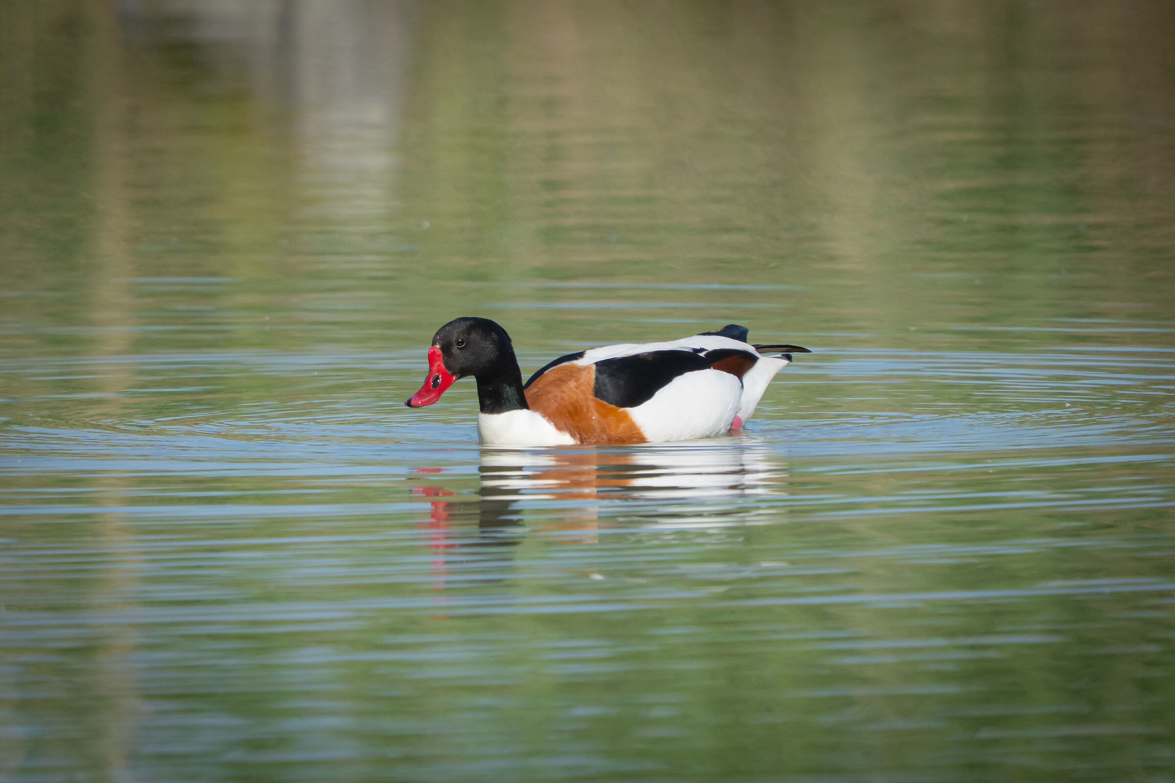 Common shelduck