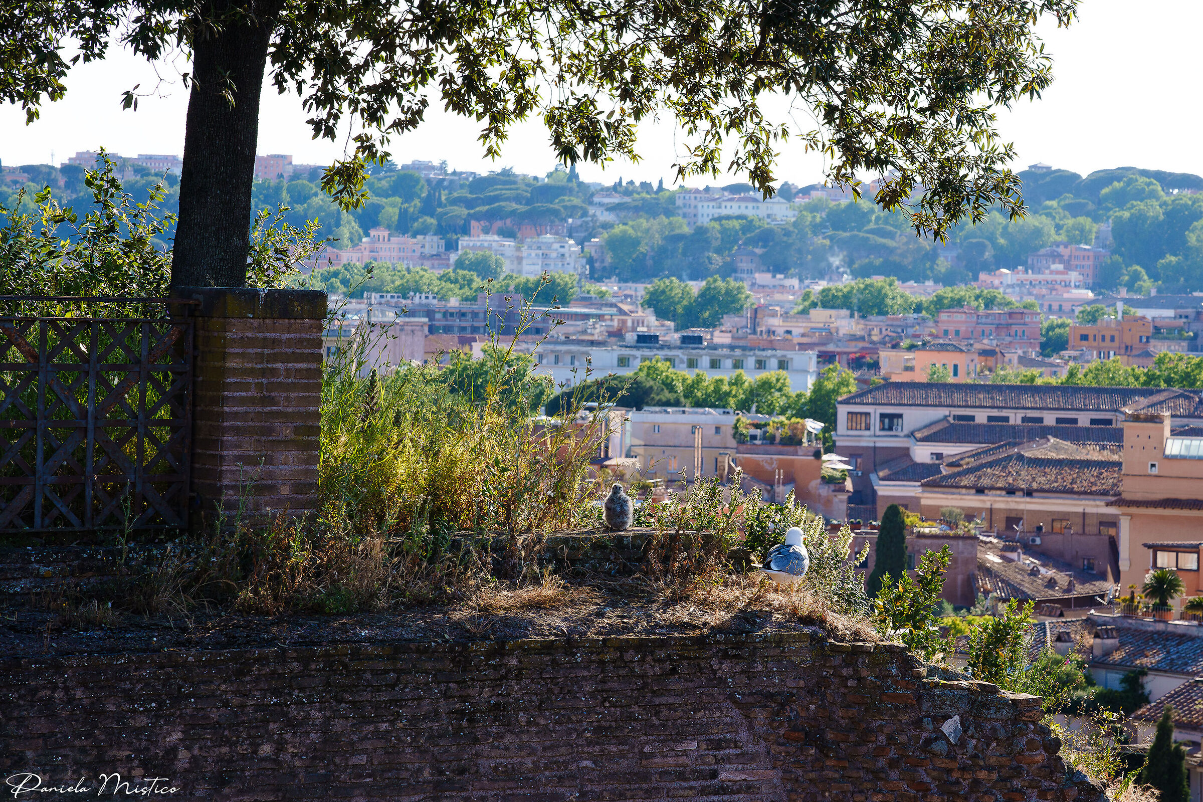 Seagulls on the Palatine Hill