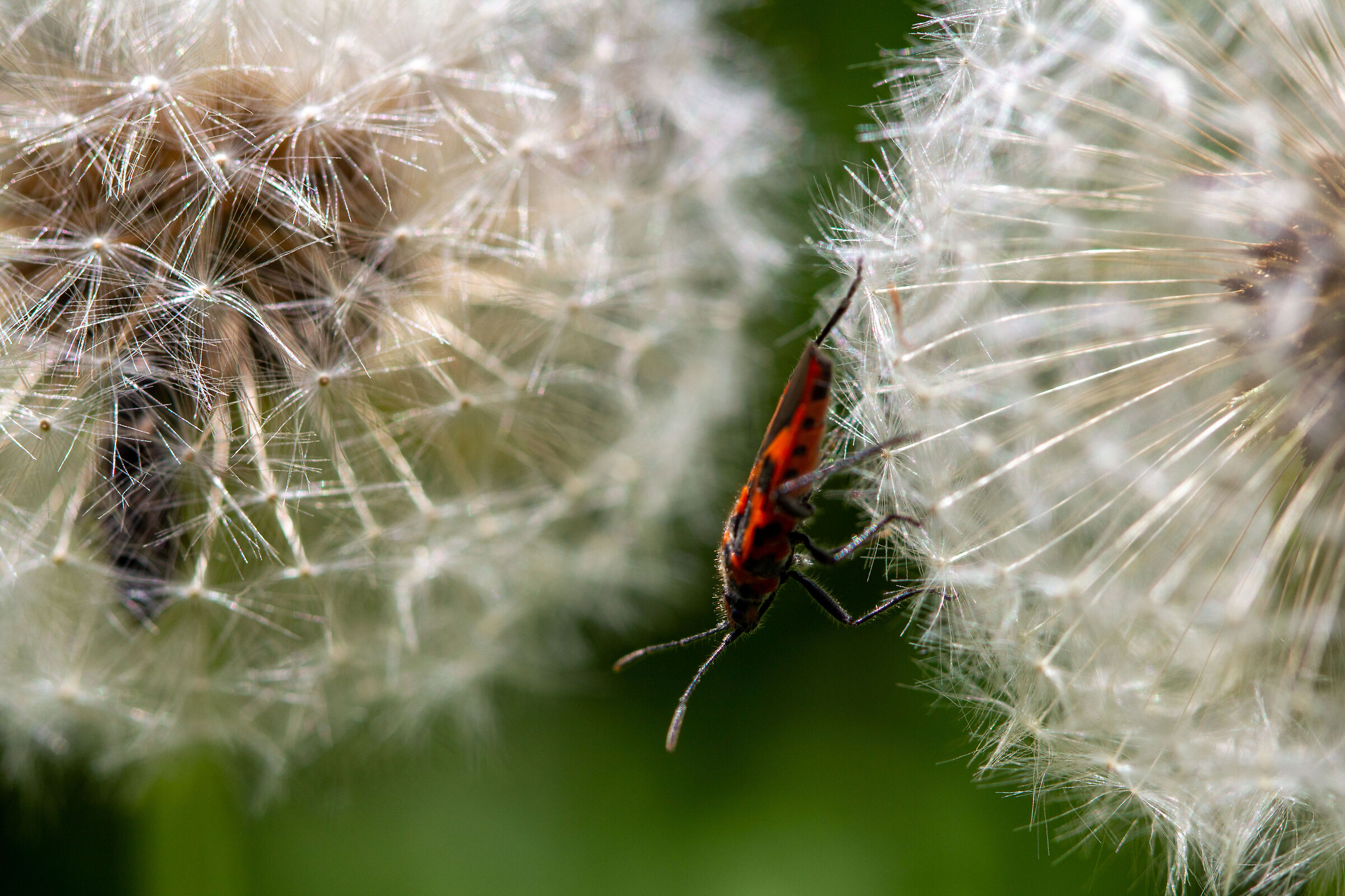 The tightrope walker