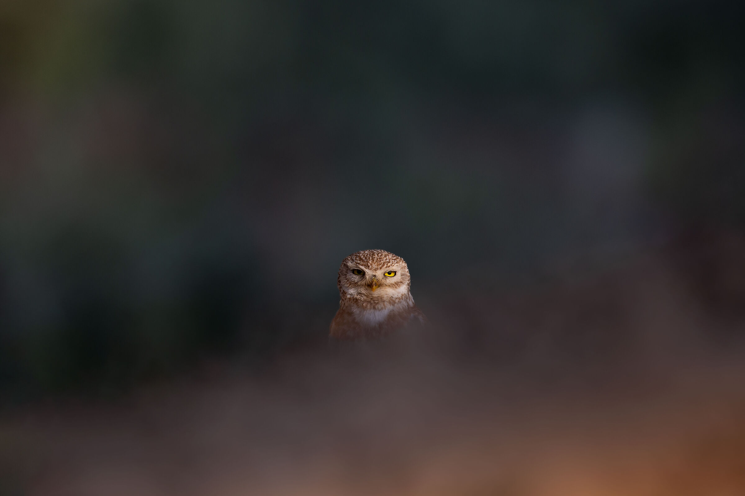 little owl