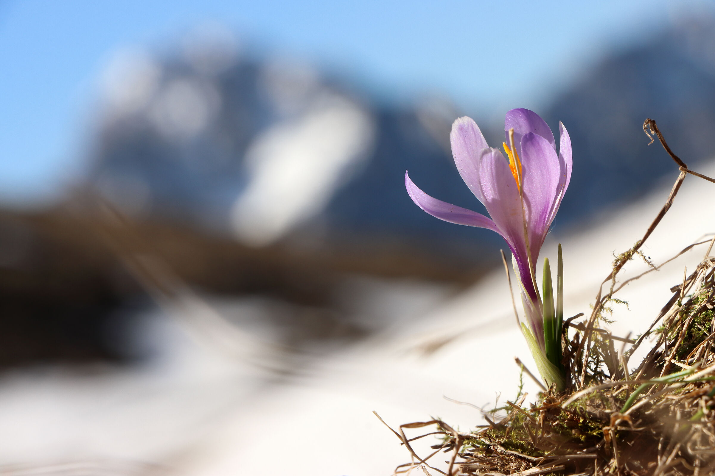 Blooms among the last snow