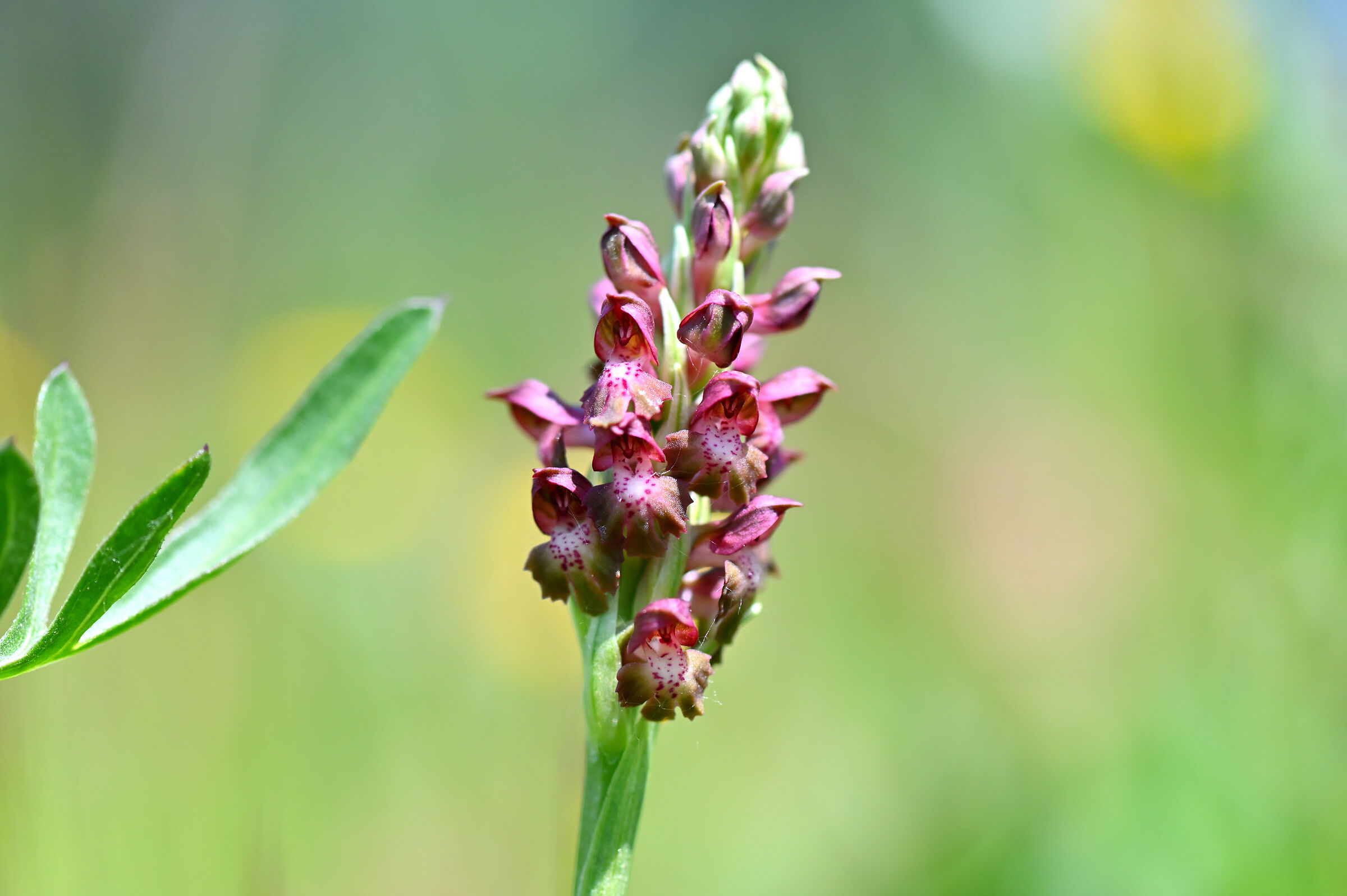 Anacamptis coriophora