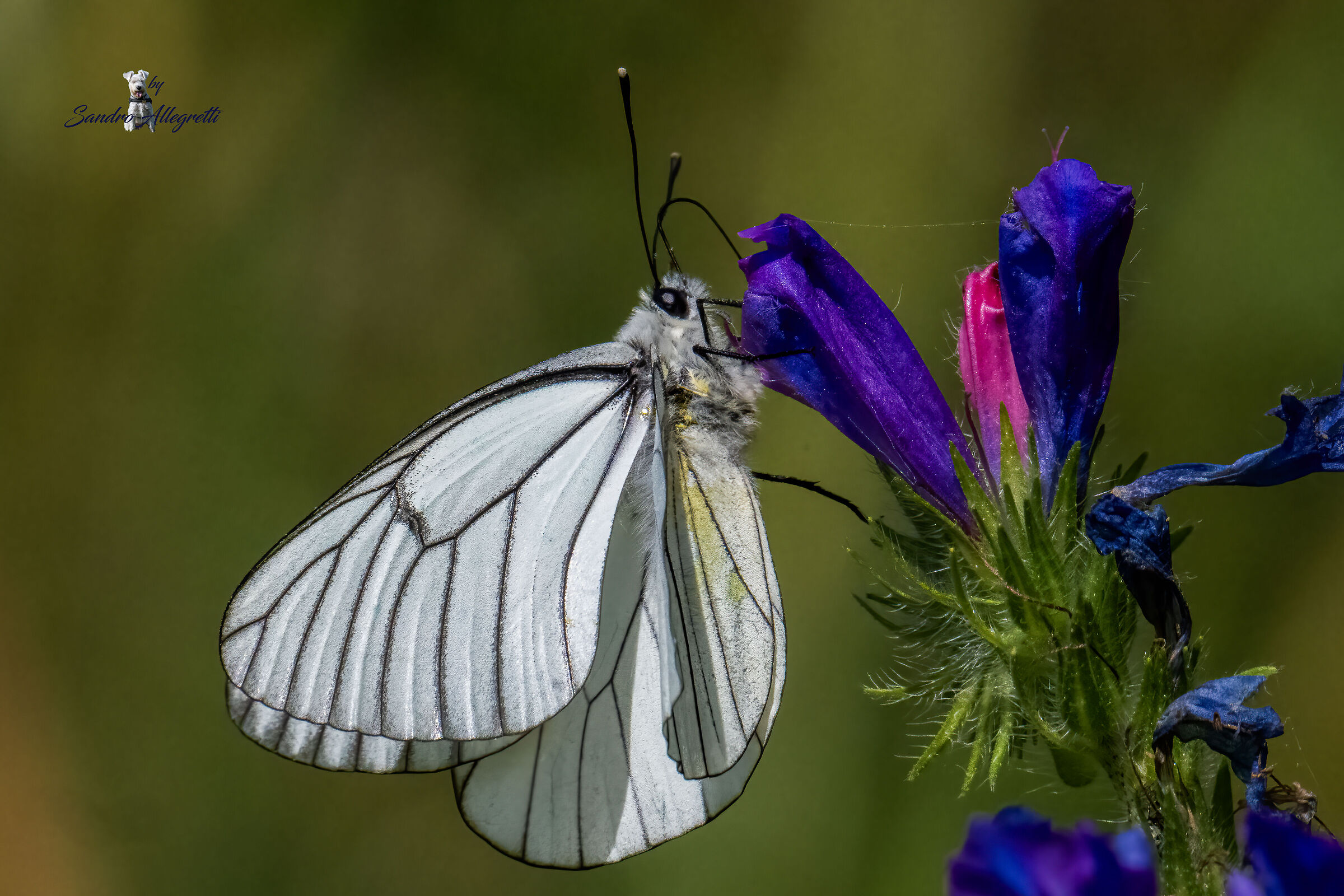 La pieride del biancospino (Aporia crataegi)