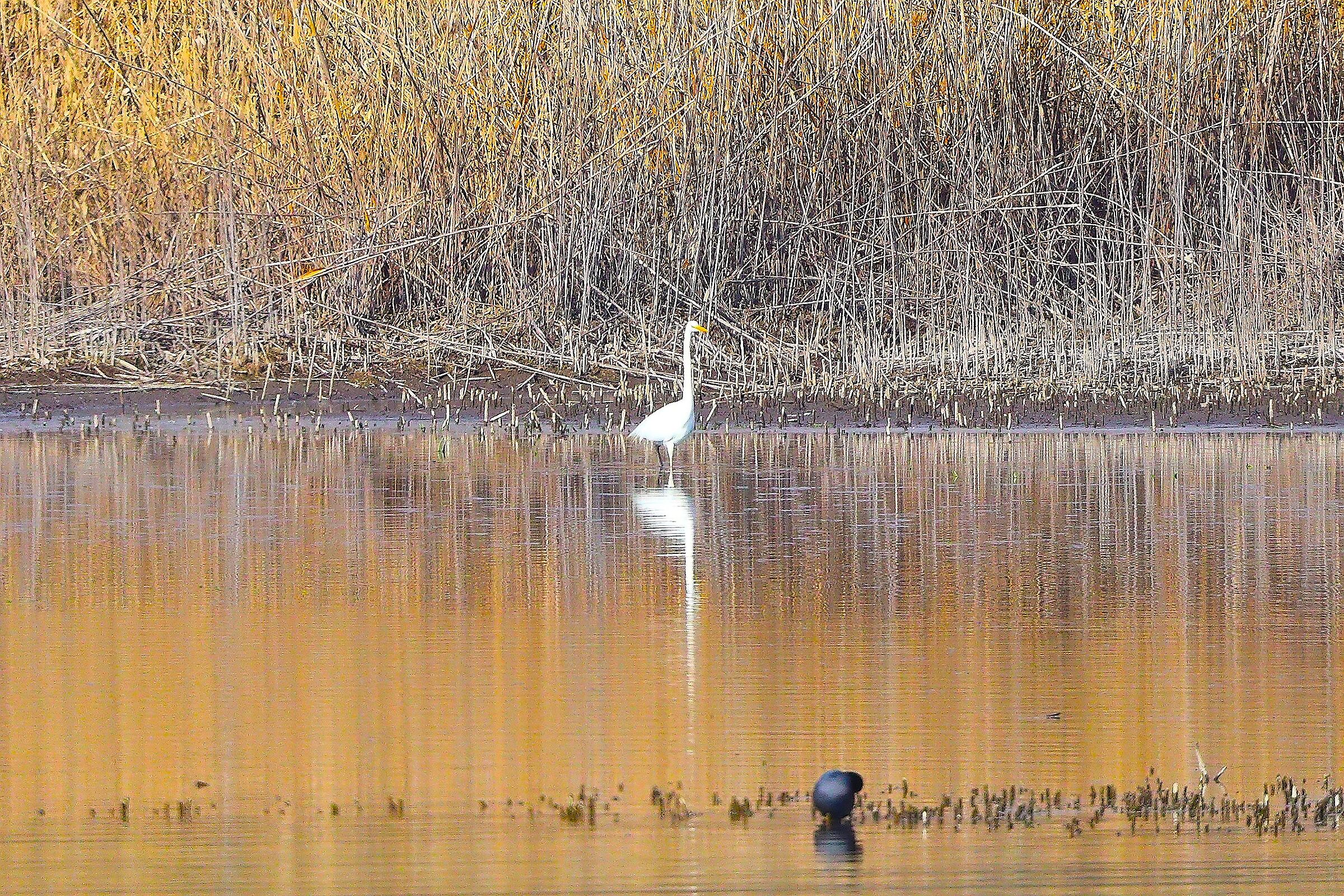 Airone BM 02 marzo 2025 - 0031