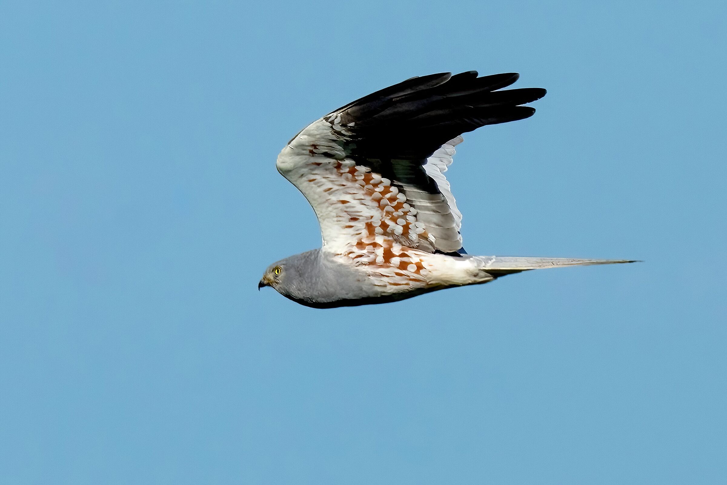 Montagu's Harrier (Circus pygargus) male