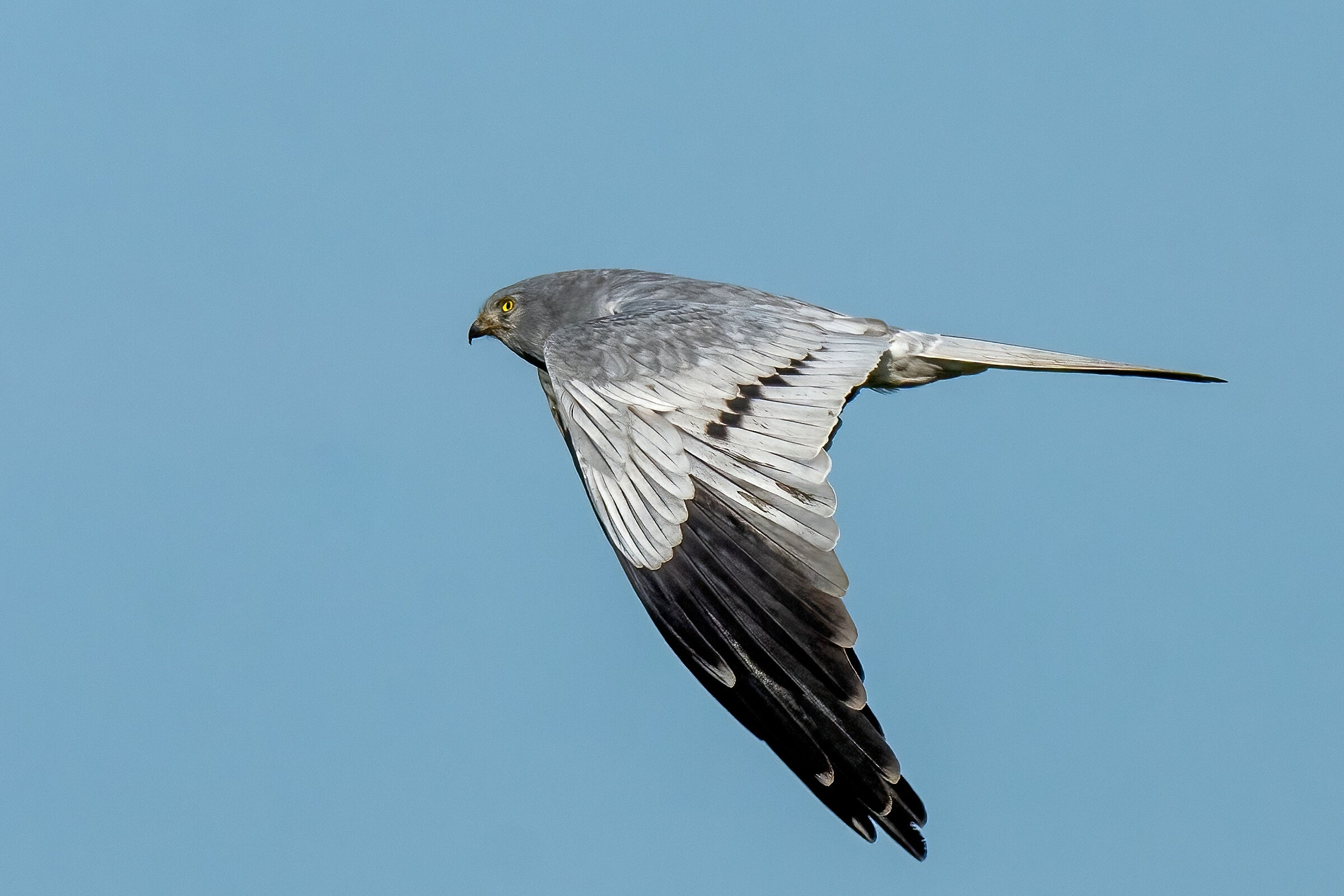 Montagu's Harrier (Circus pygargus) male