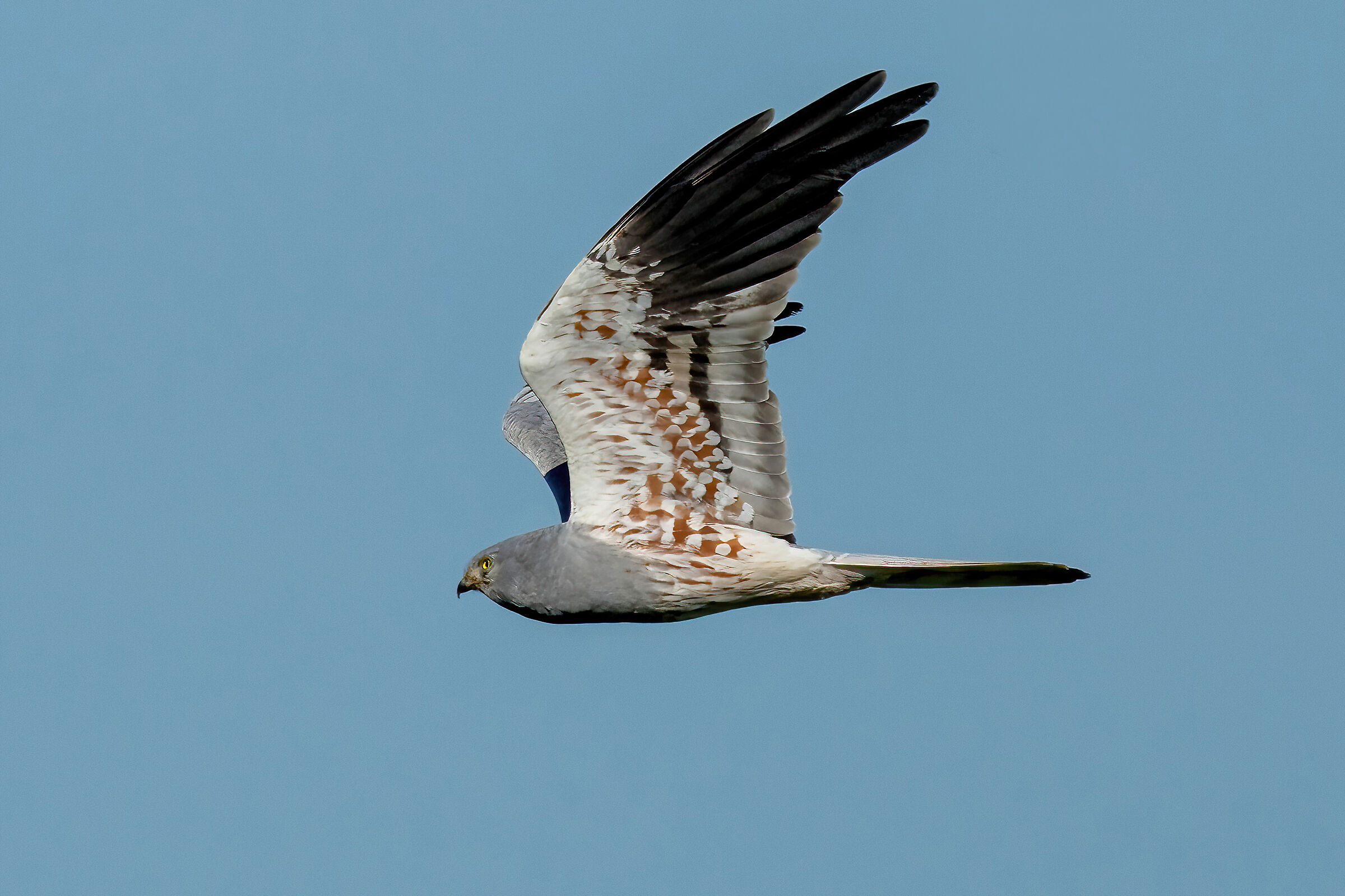 Montagu's Harrier (Circus pygargus) male