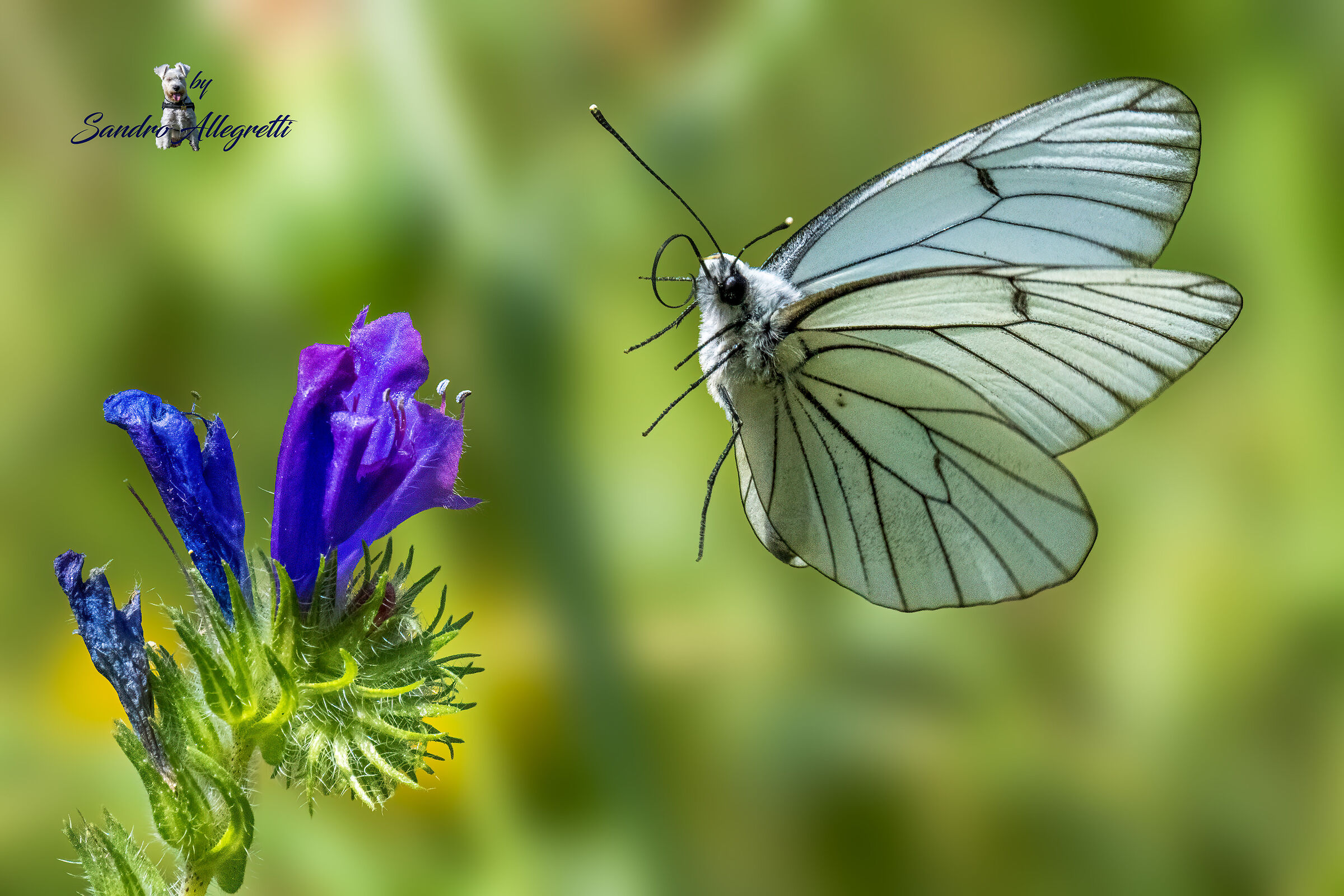 La pieride del biancospino (Aporia crataegi)
