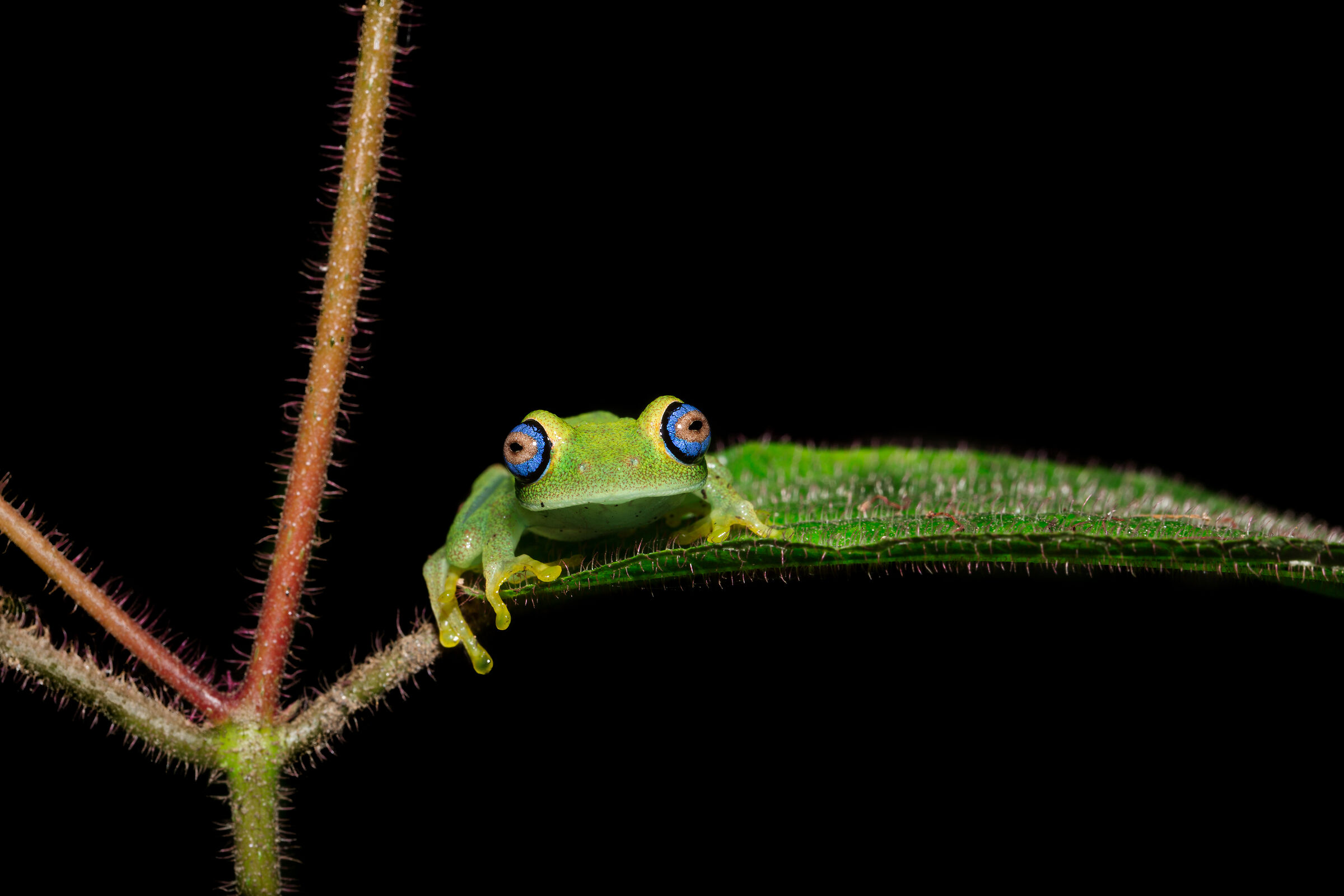 Frog with blue eyes
