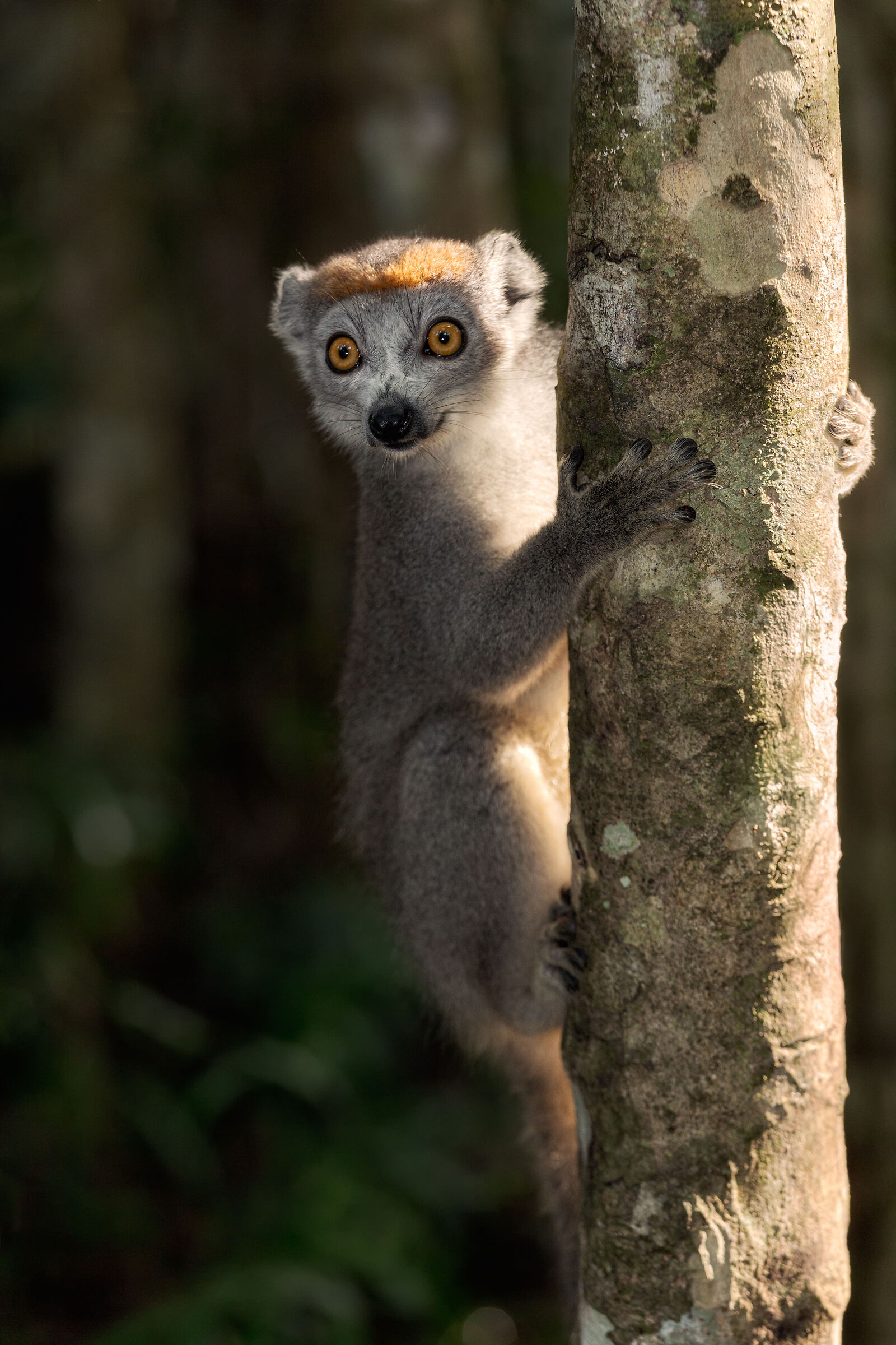 Crowned lemur