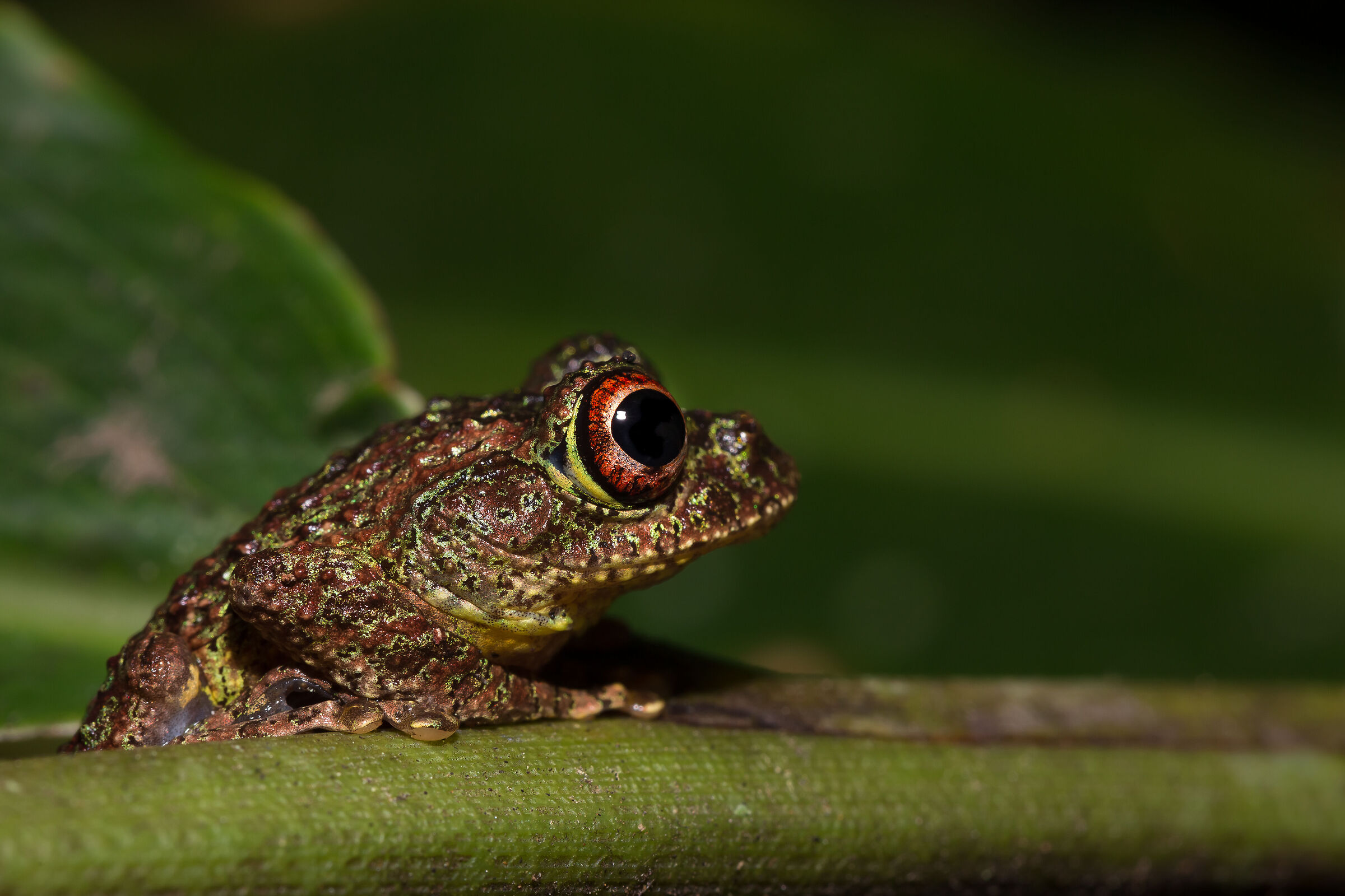 What a big eye!