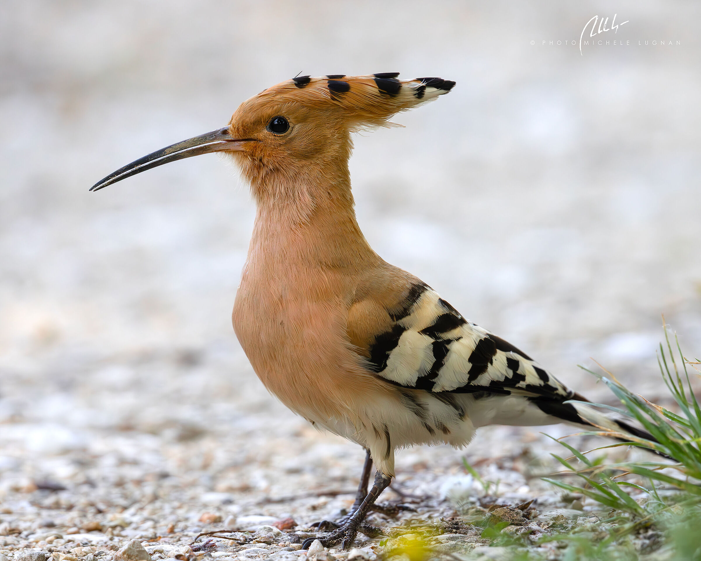 hoopoe