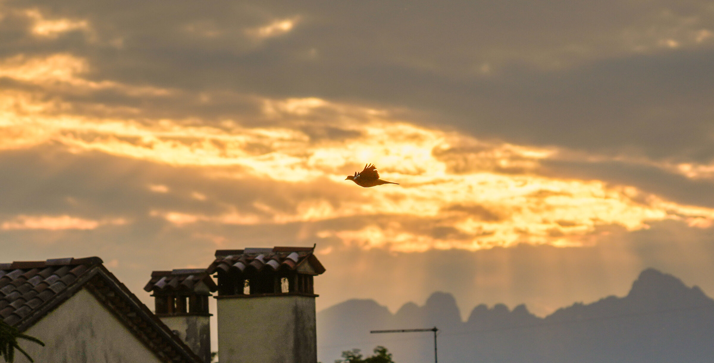 Turtledove at sunset
