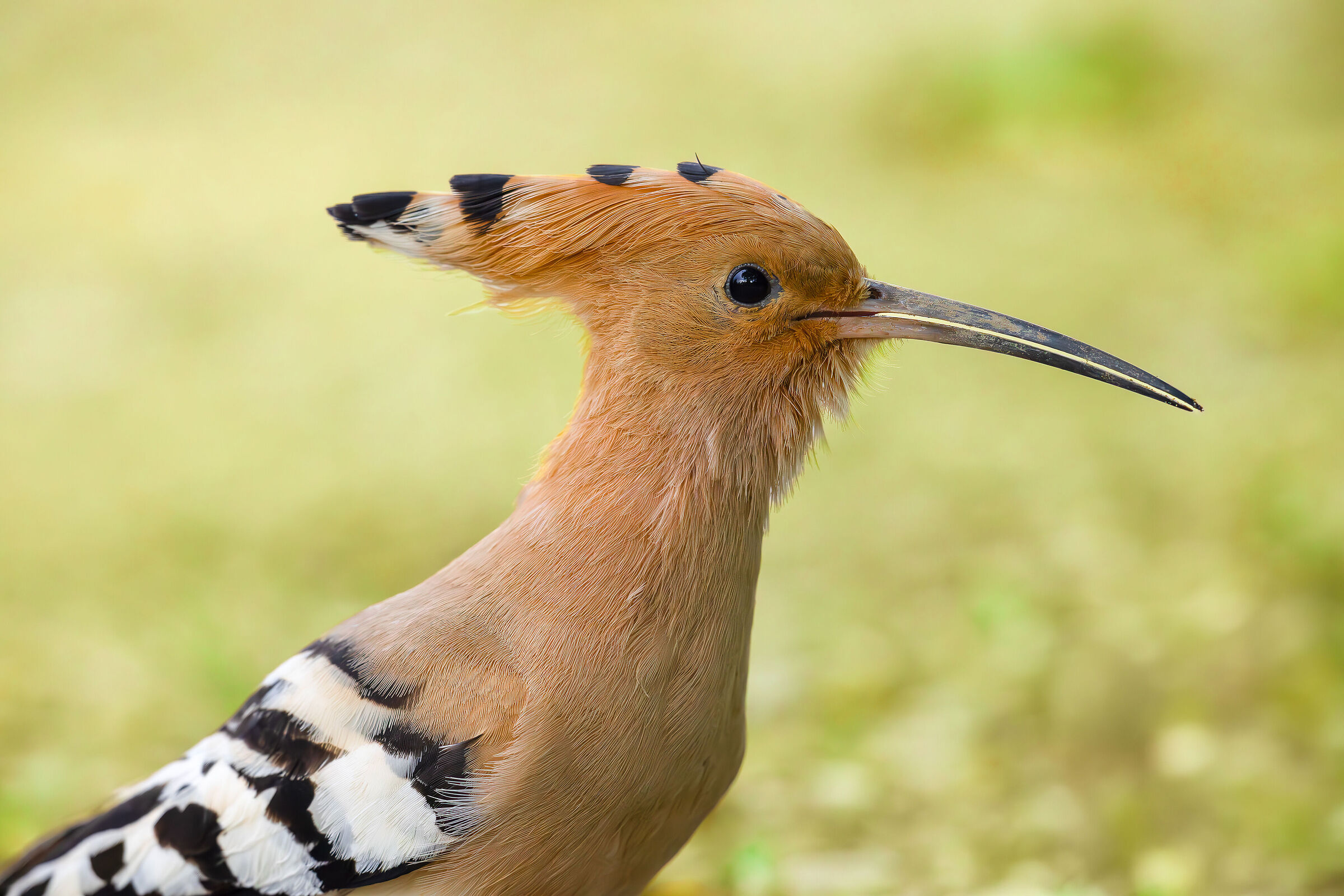 Standard Hoopoe Portrait