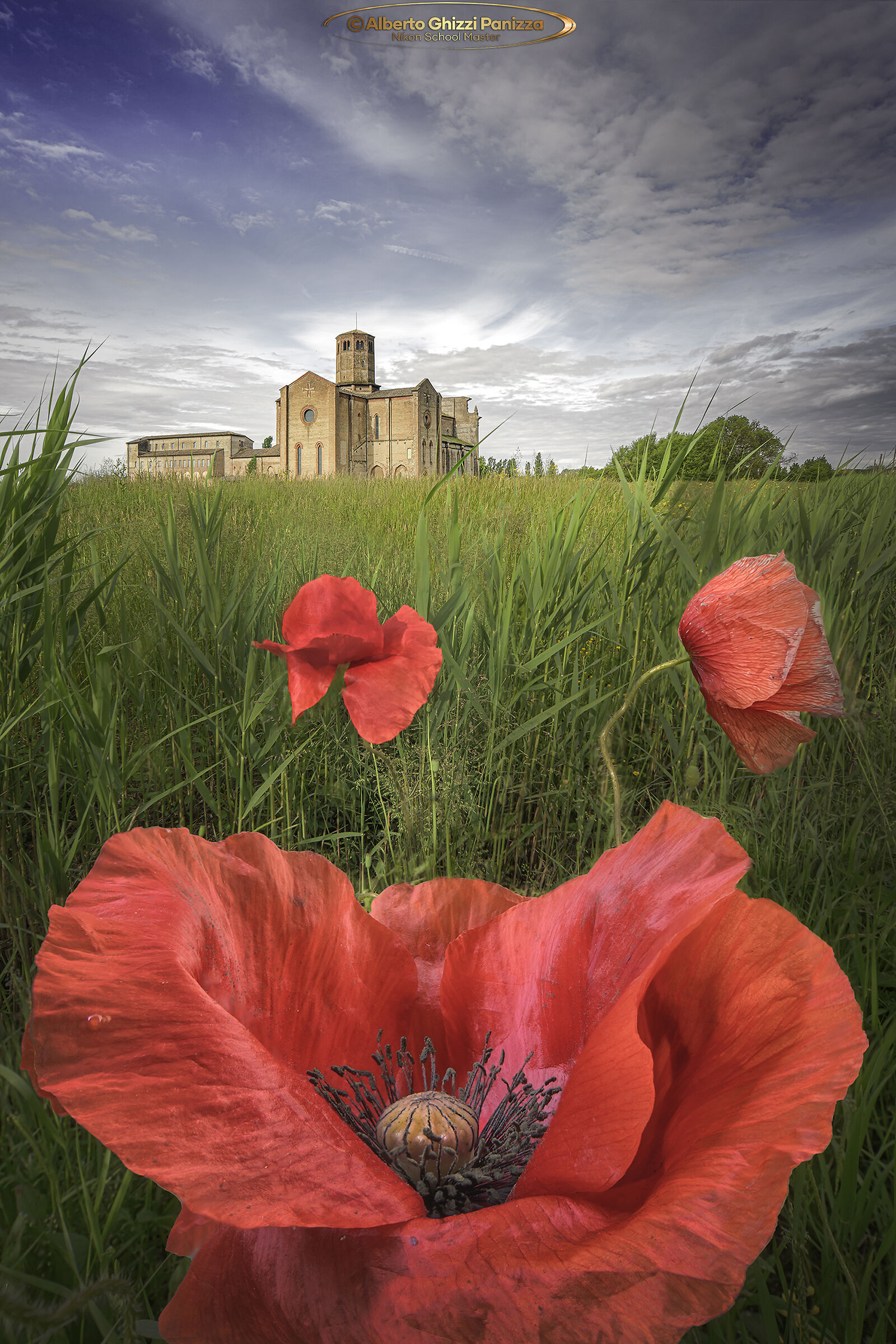 Poppies and the parish church