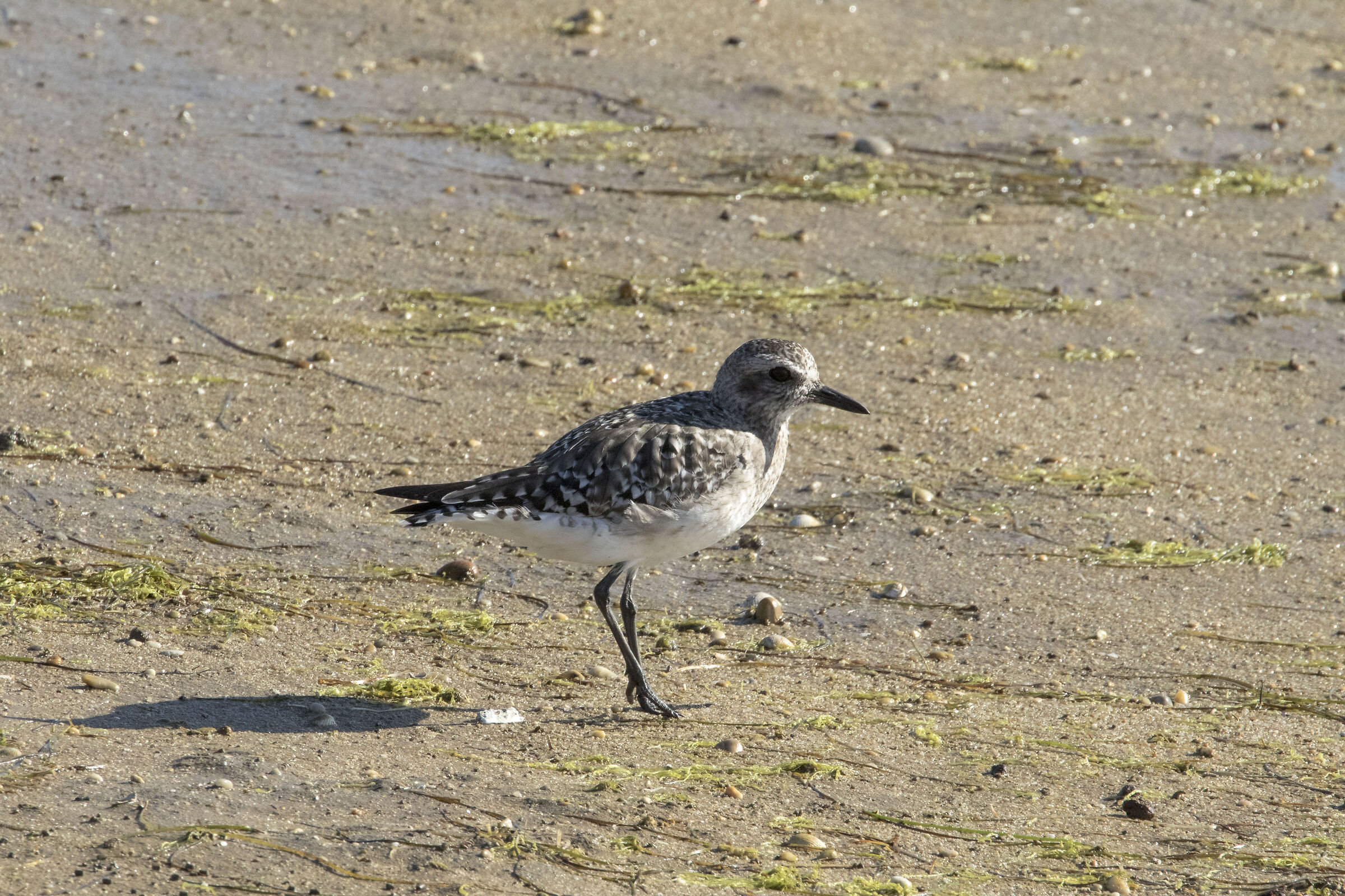 Grey plover