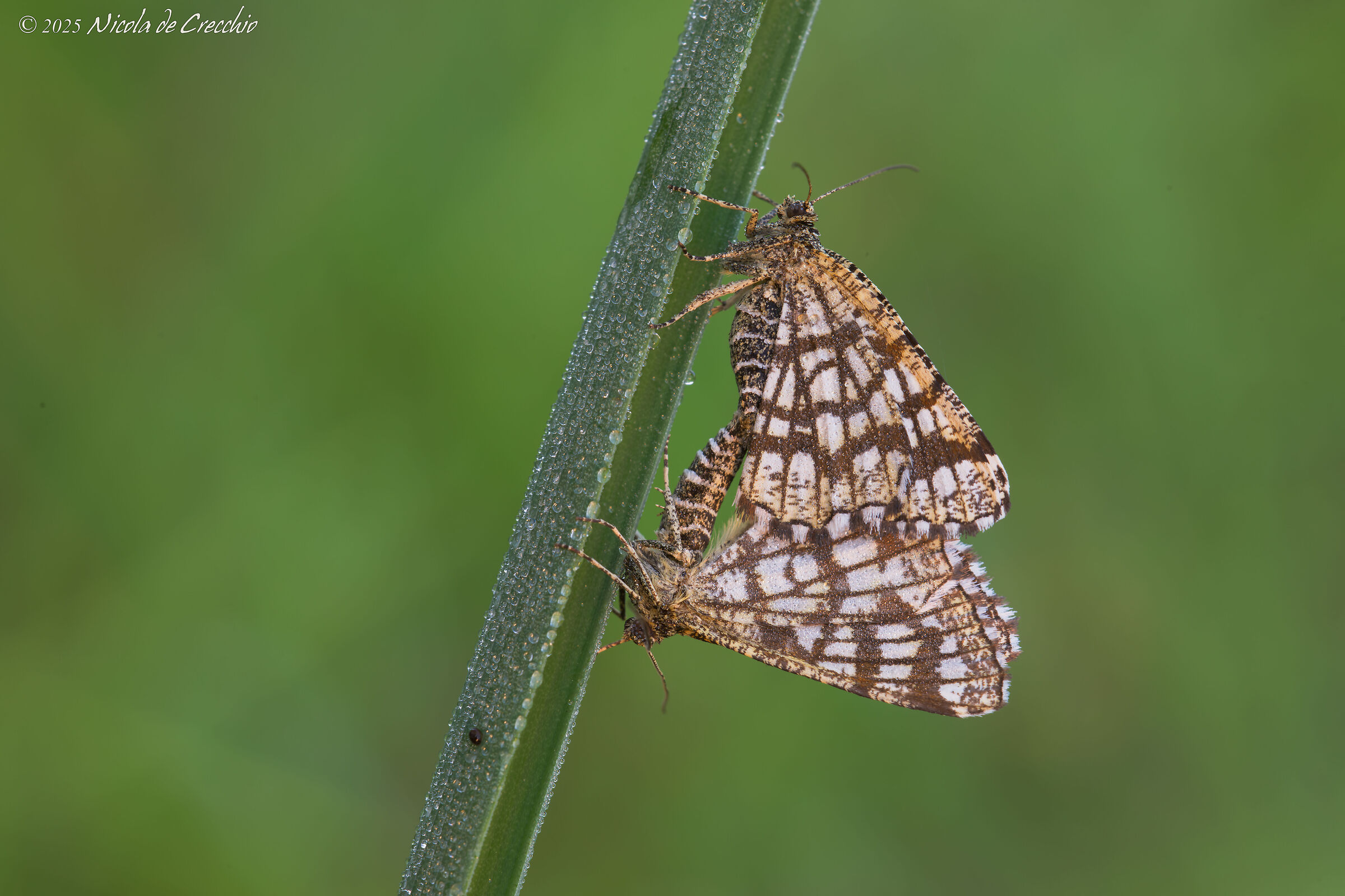 Clathrata chiasmia in mating