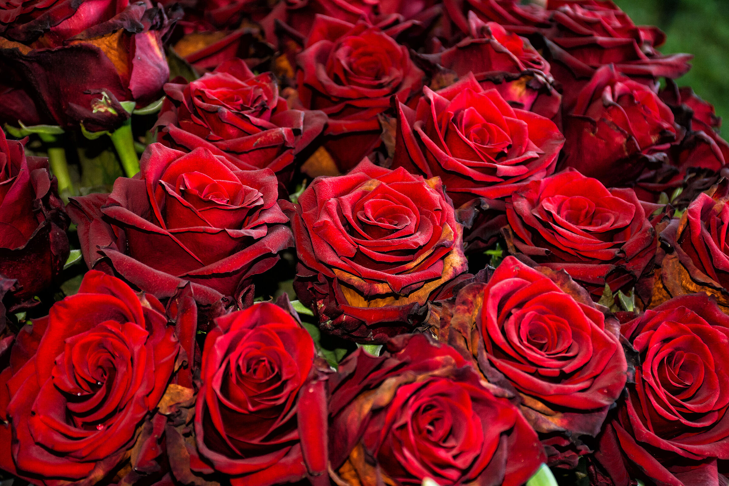 Rose rosse per te...