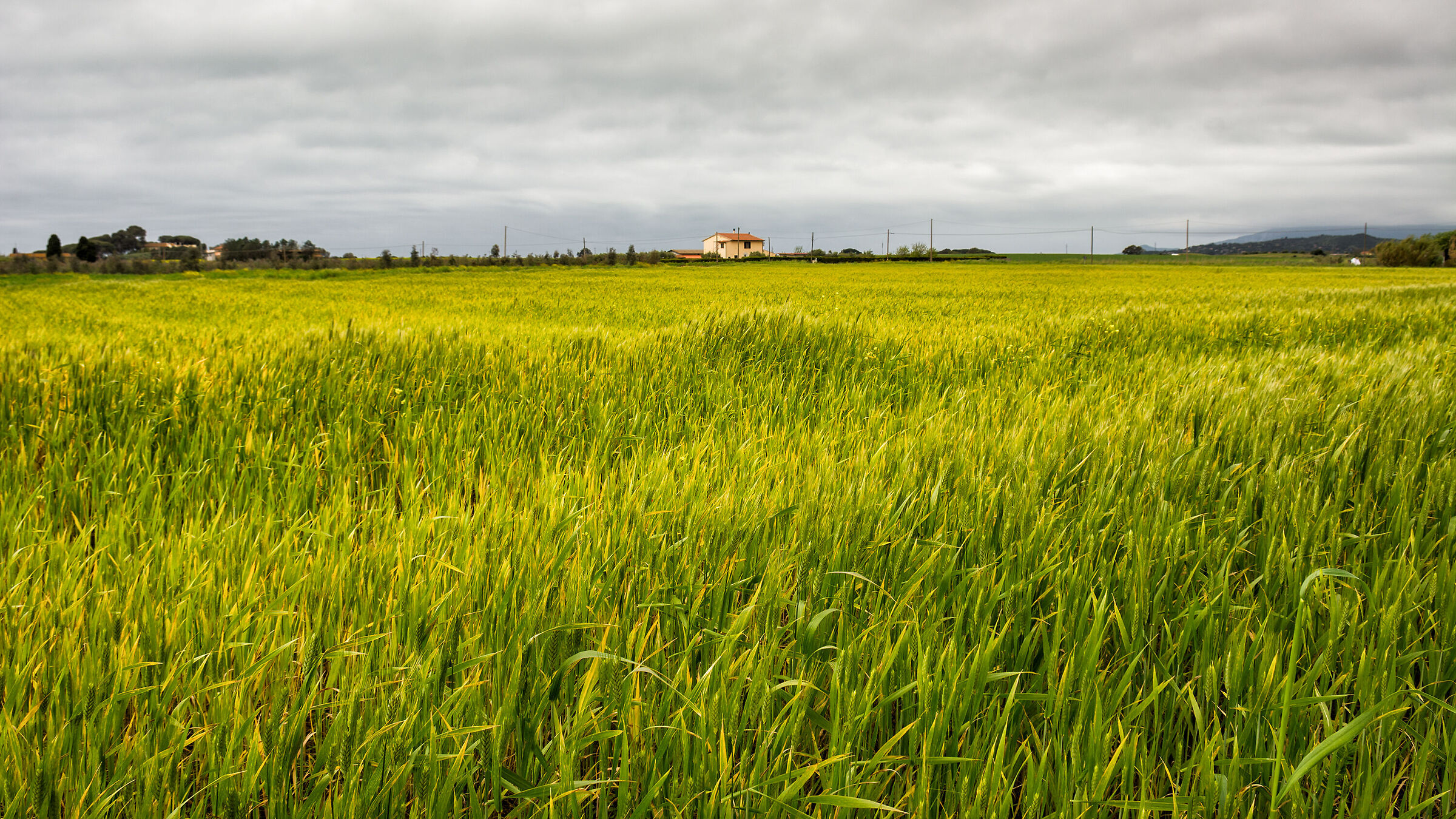 The house in the middle of the wheat