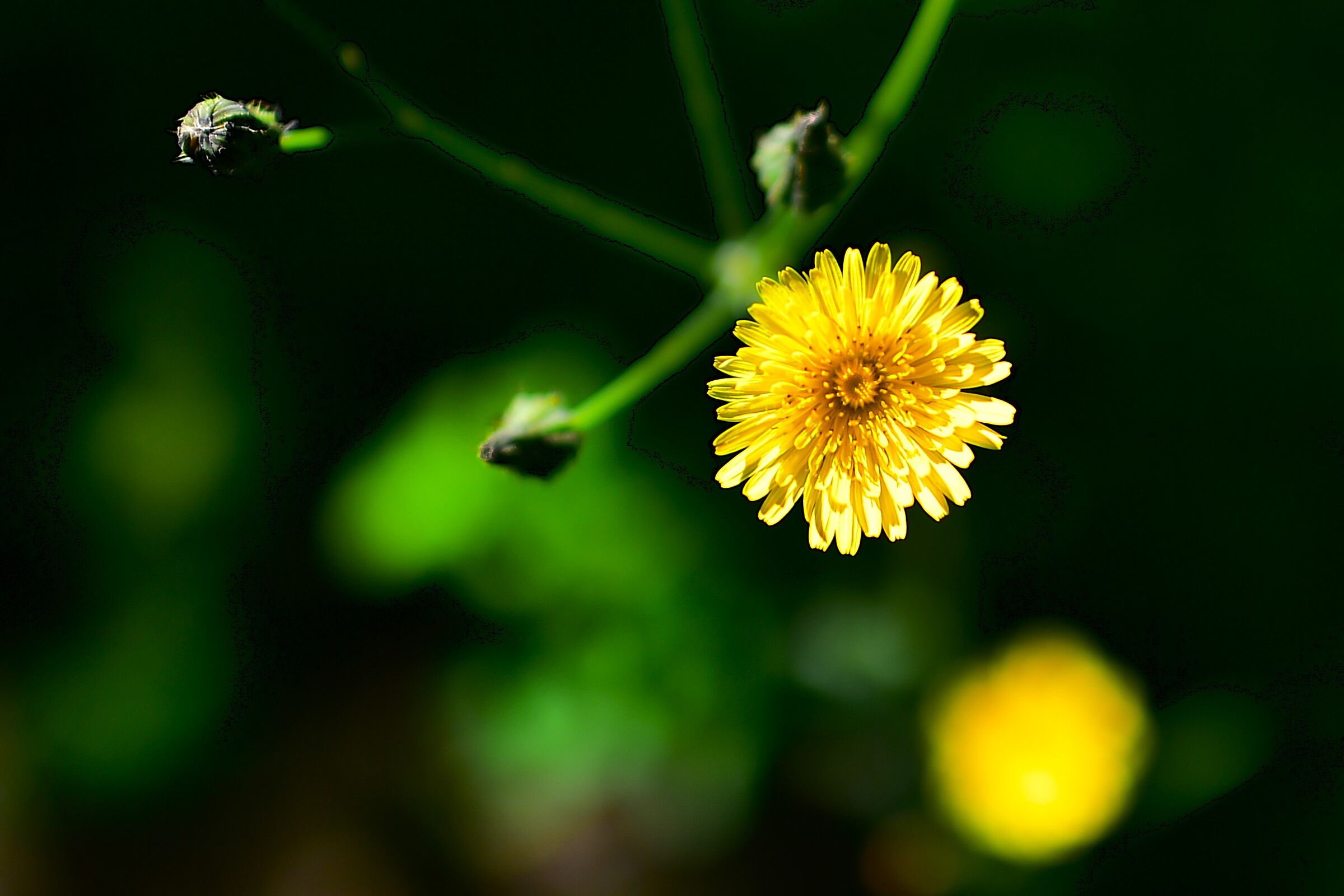 Fiore rima con colore!
