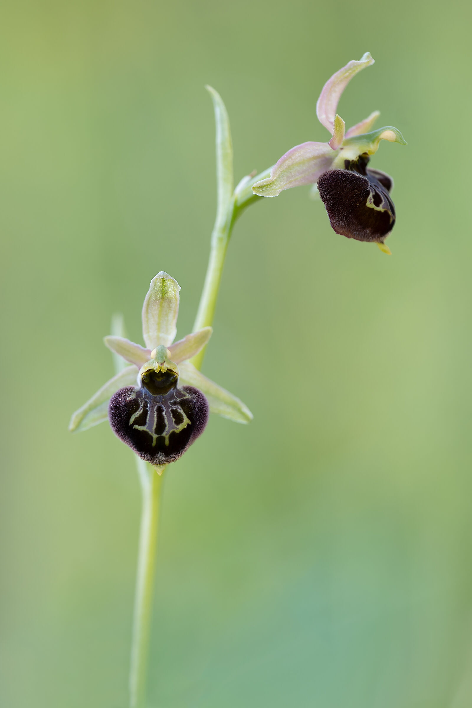 Ophrys x Larissae (O.Dinarica x O.Metaurensis)