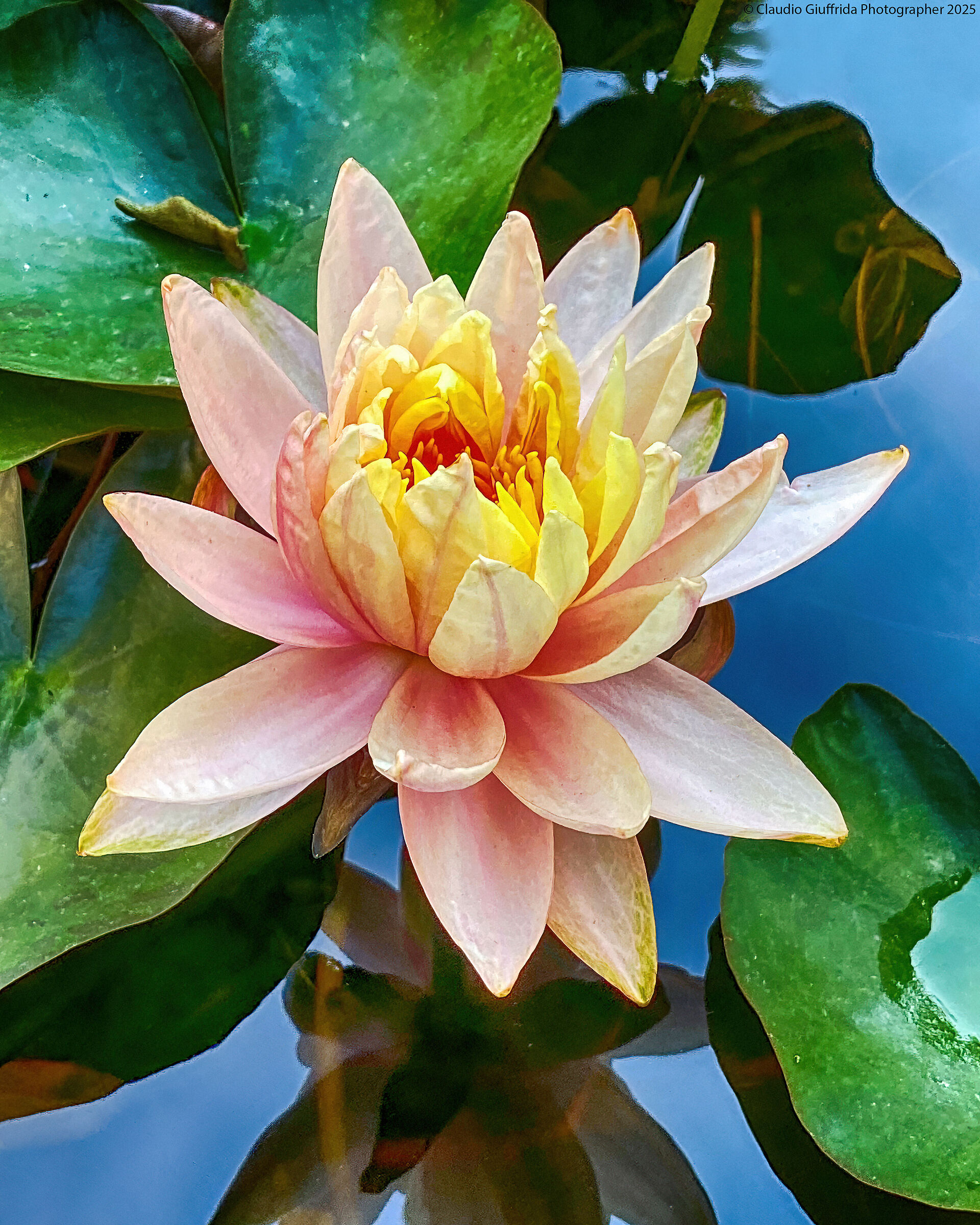 Water lily