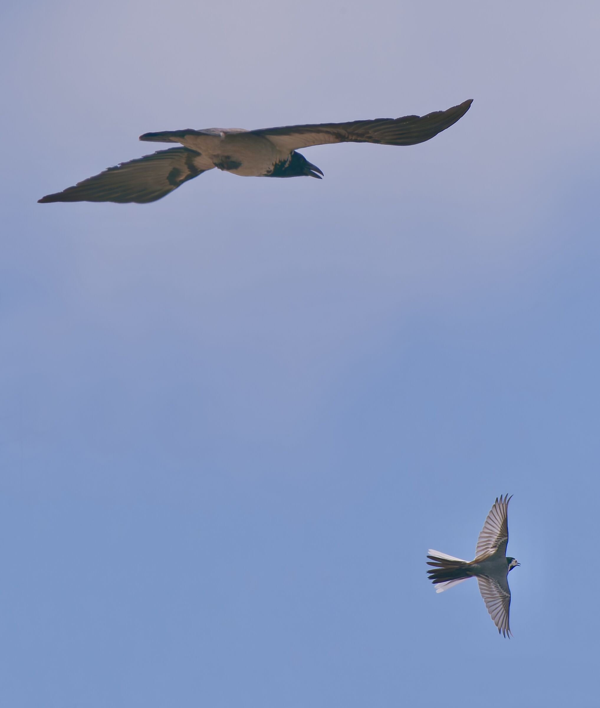 The chase