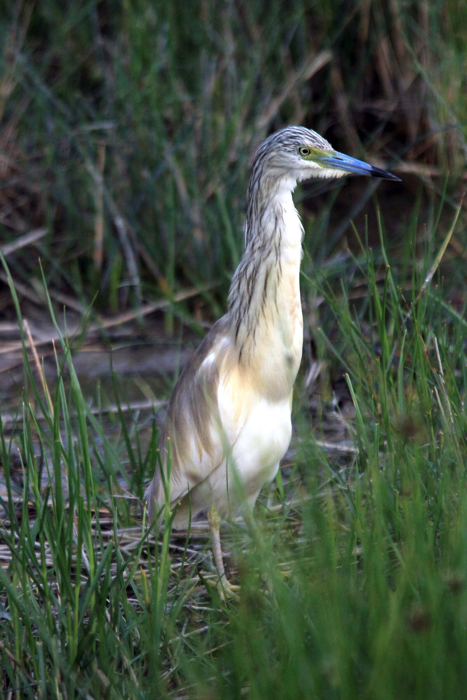 Squacco heron