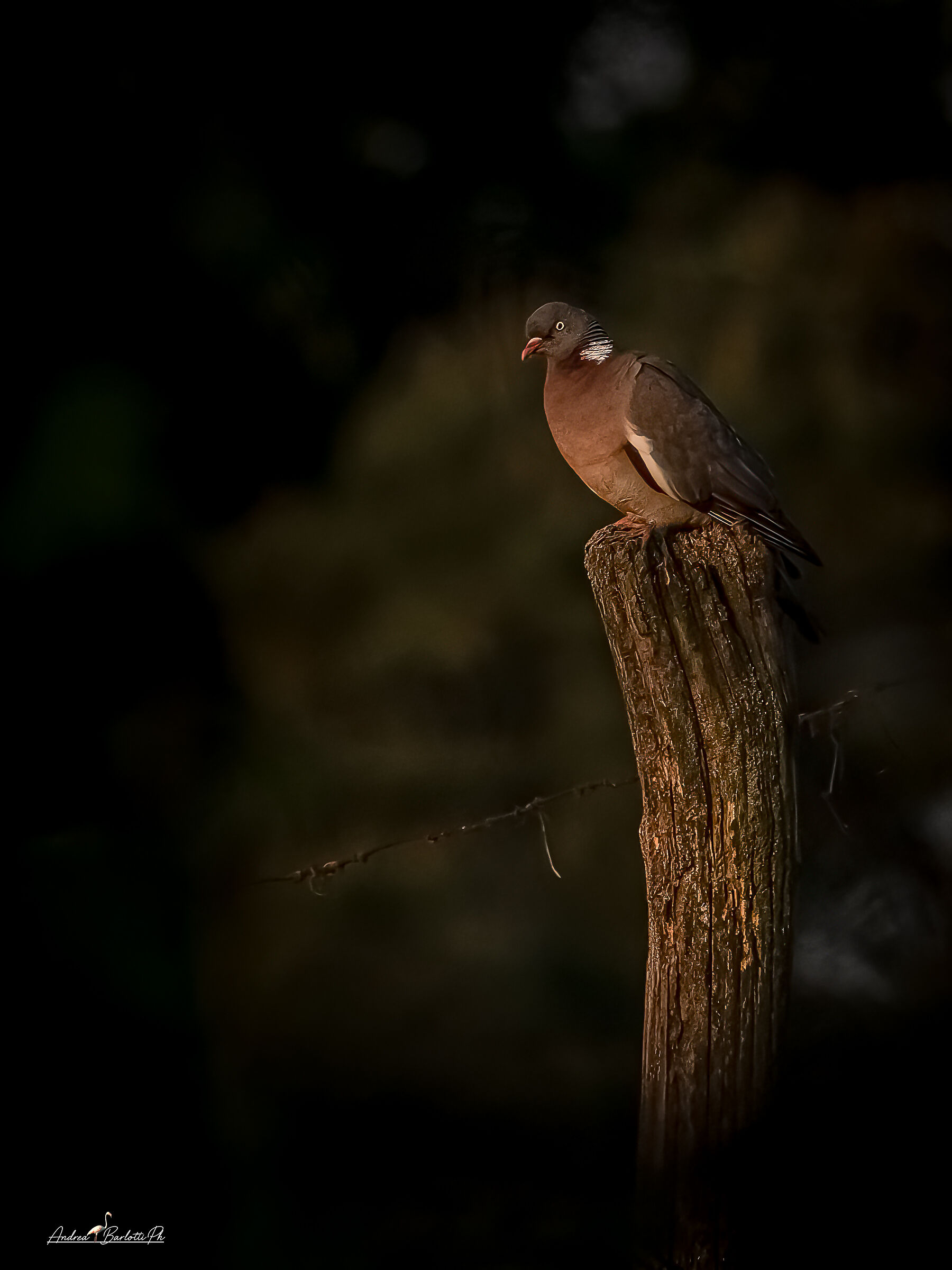 Wood pigeon