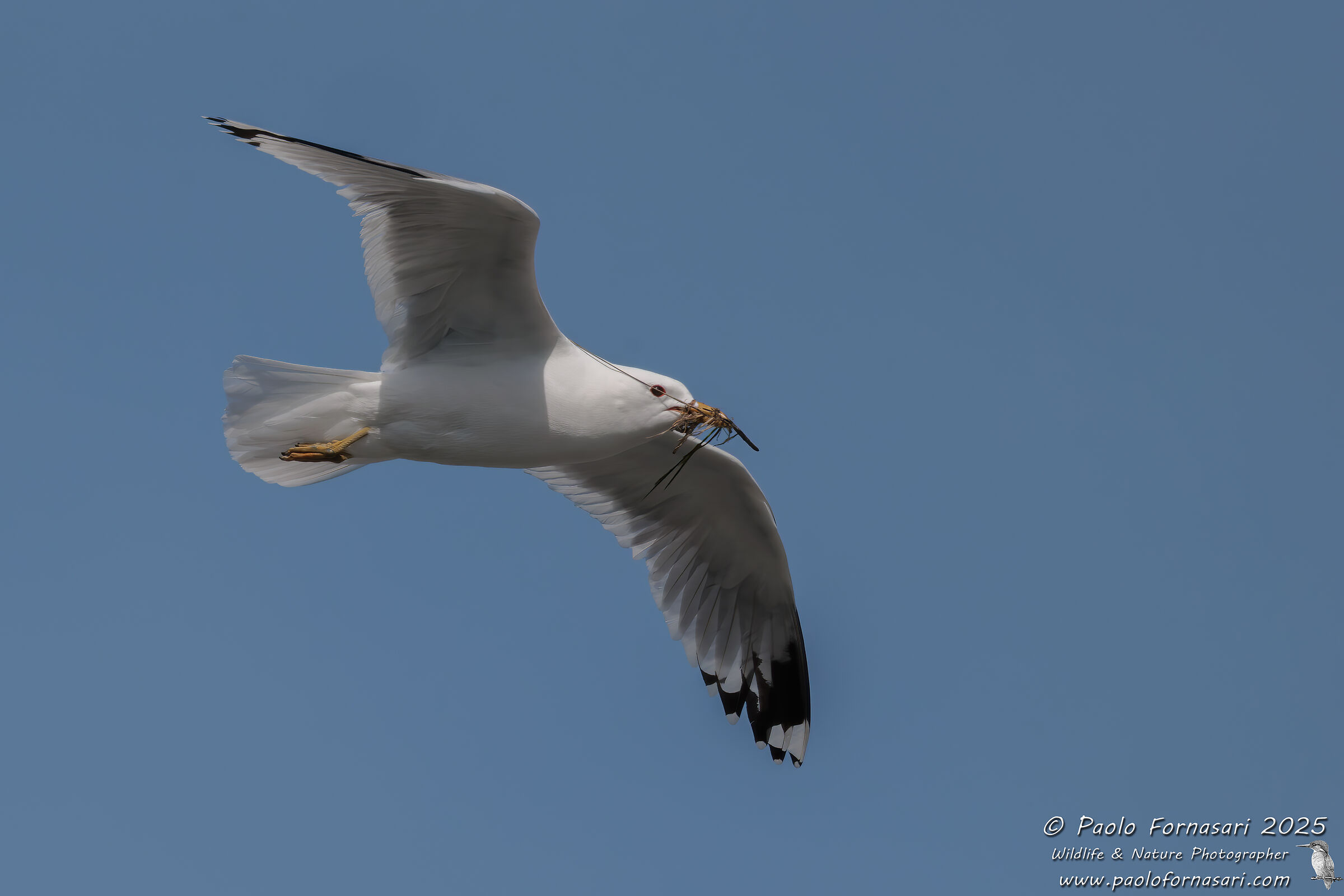 Gavina (Larus canus)