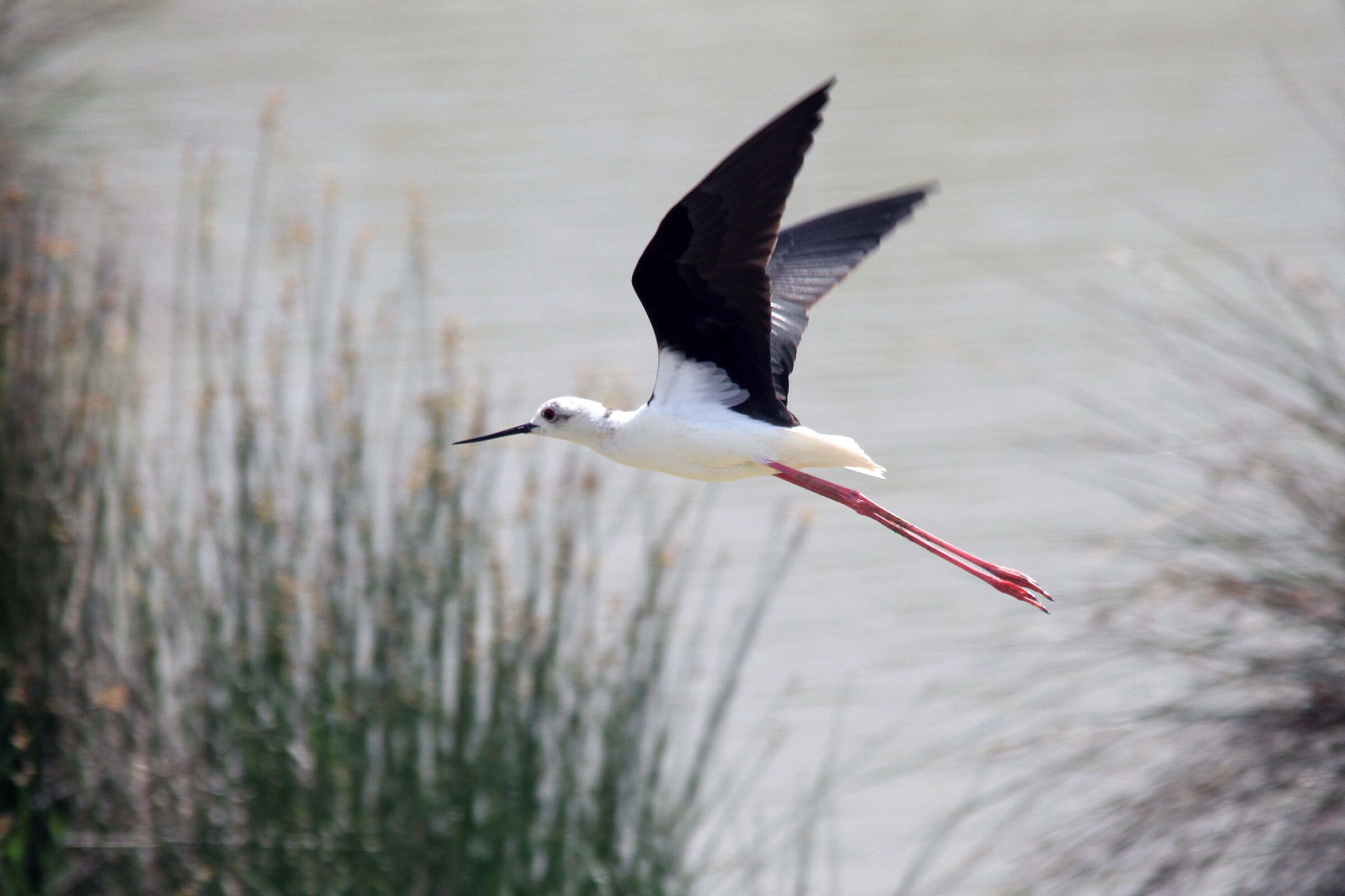 Black-winged Stilt