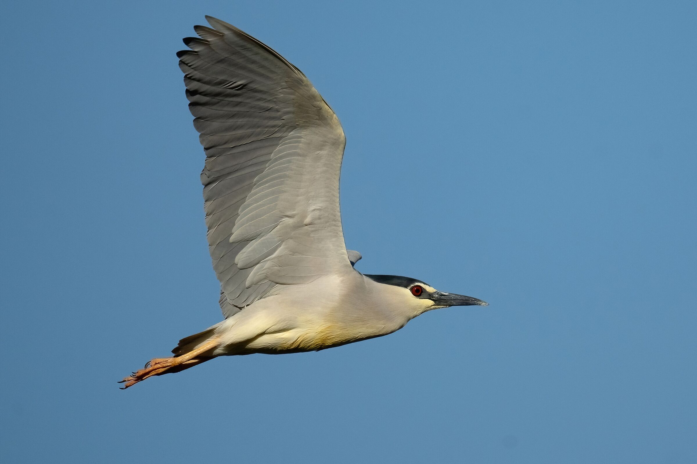 Nitticora (Nycticorax nycticorax)