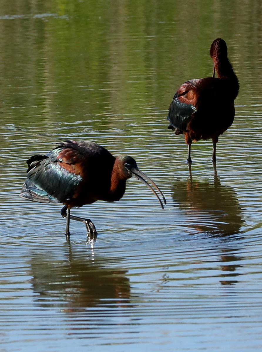 Ibis