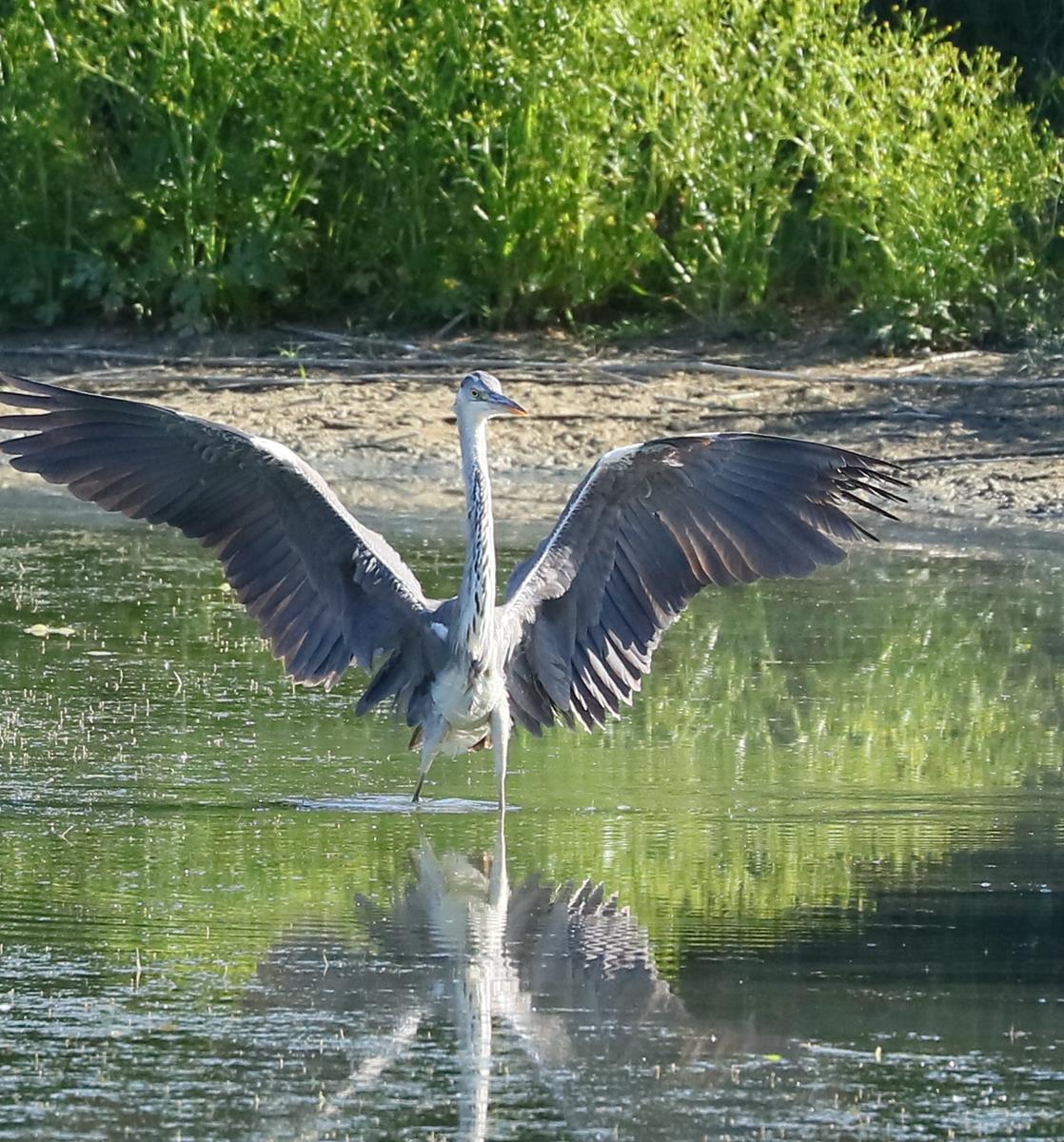 Grey heron