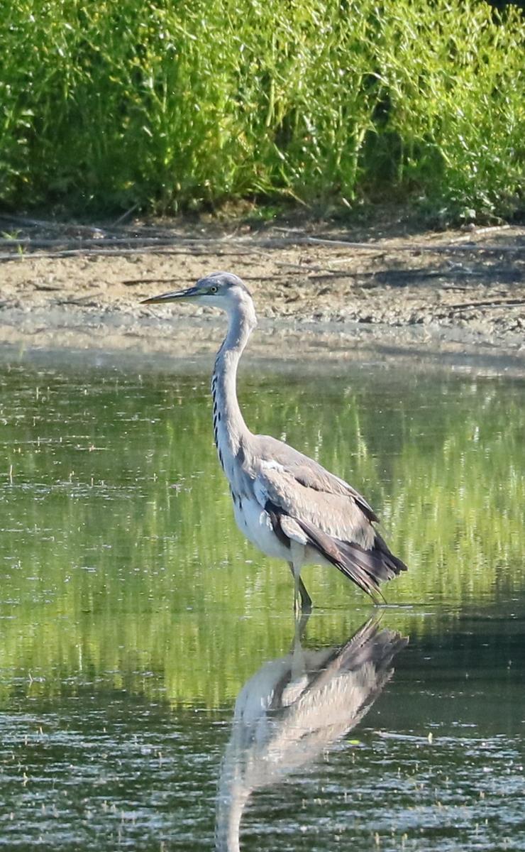 Grey Heron