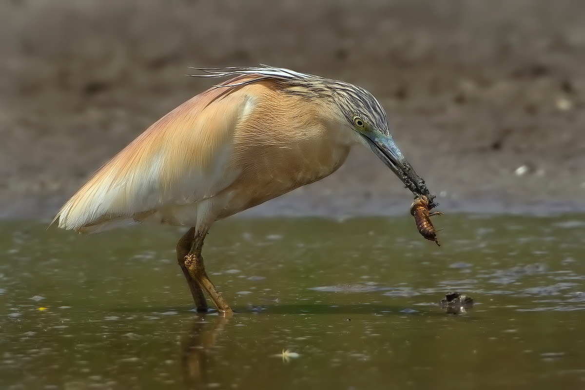 La Sgarza e il Grillo Talpa