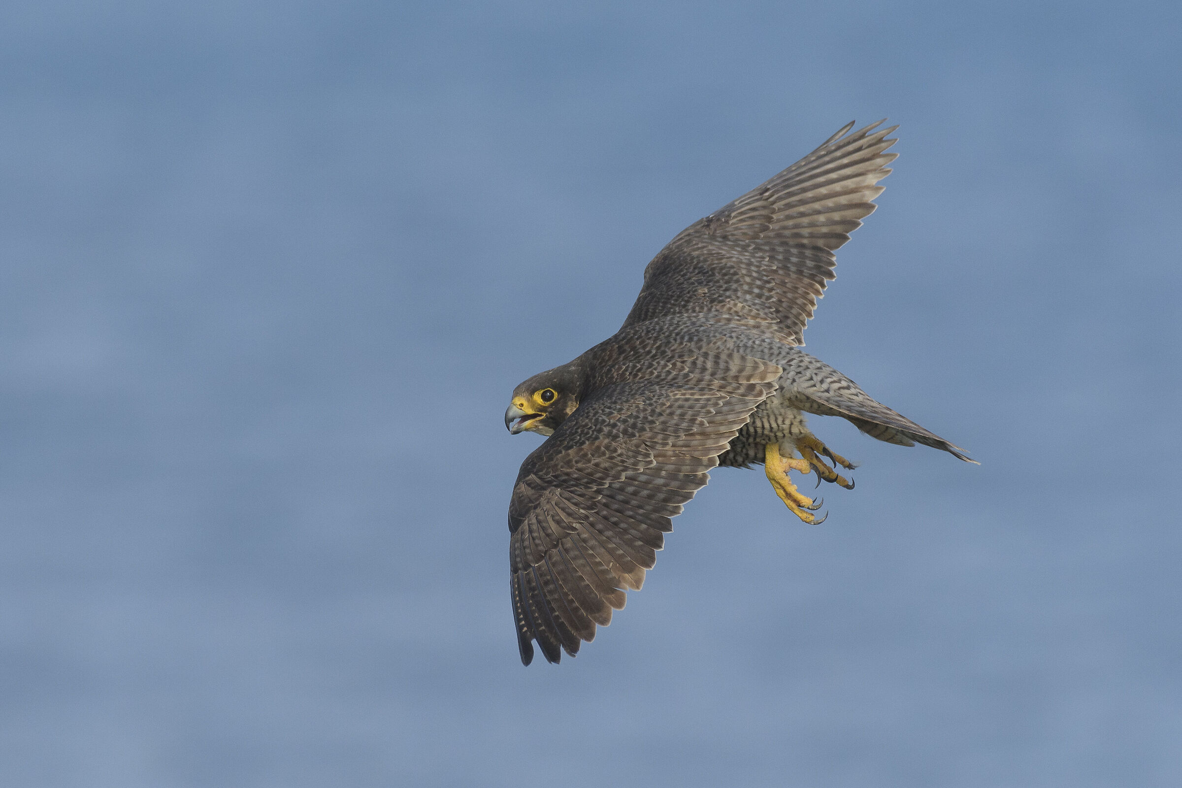 Falco pellegrino