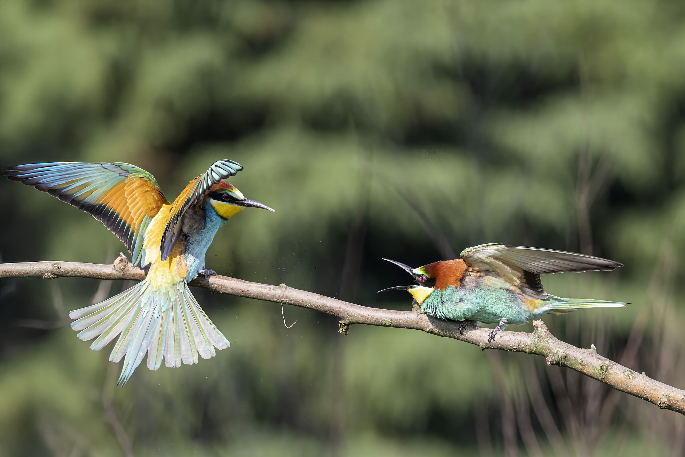 Bee-eaters