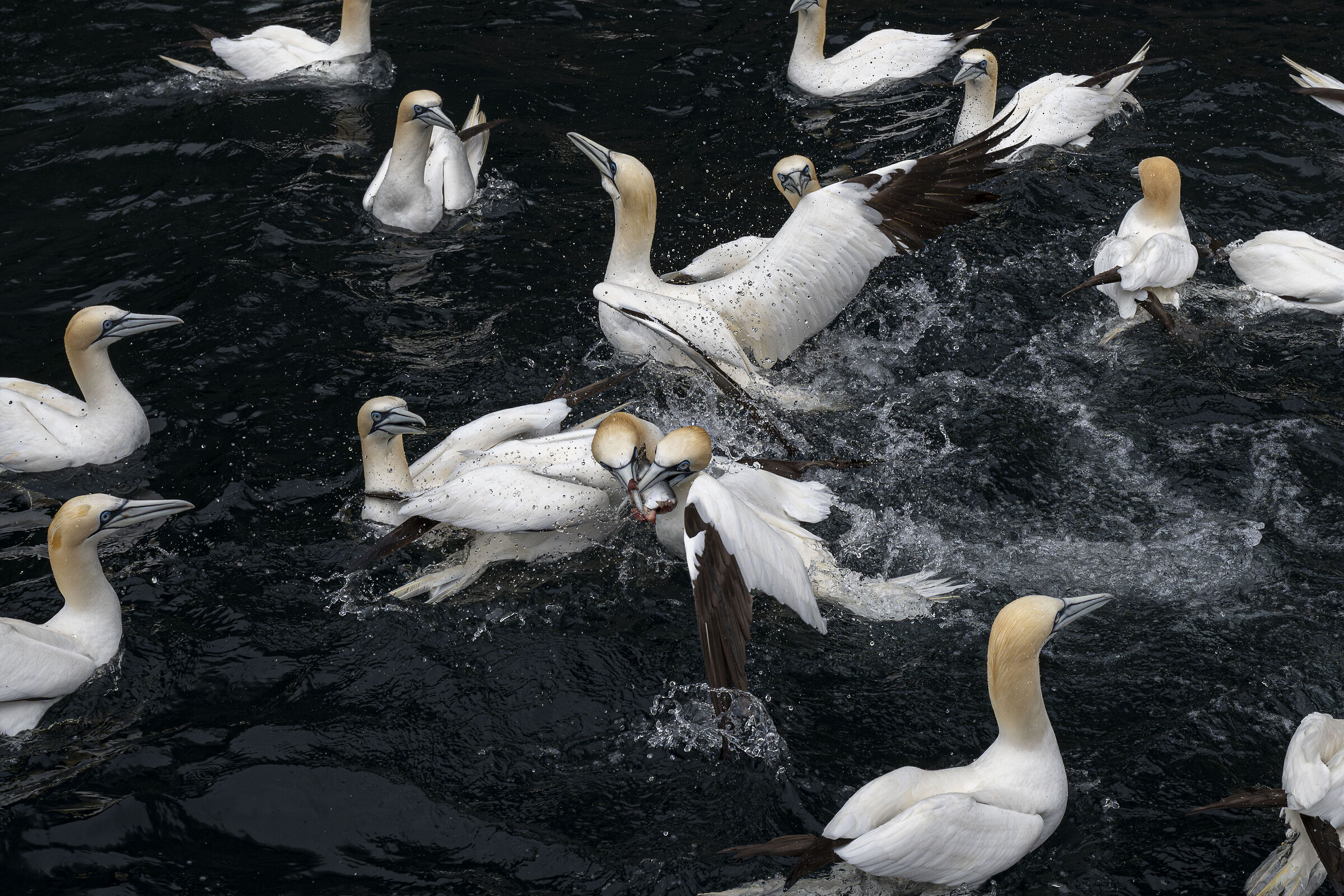 #3 Gannets