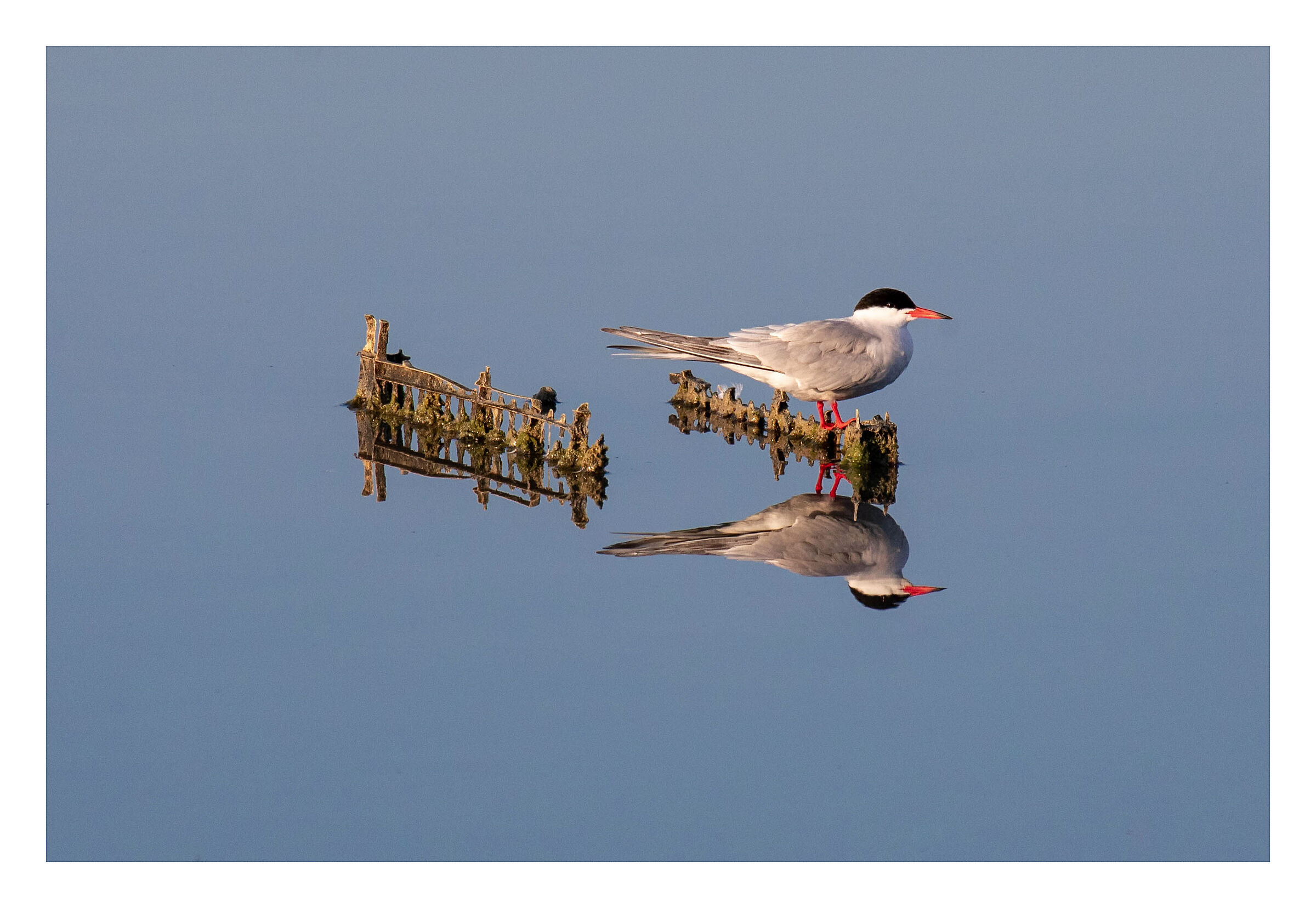 Tern in the mirror